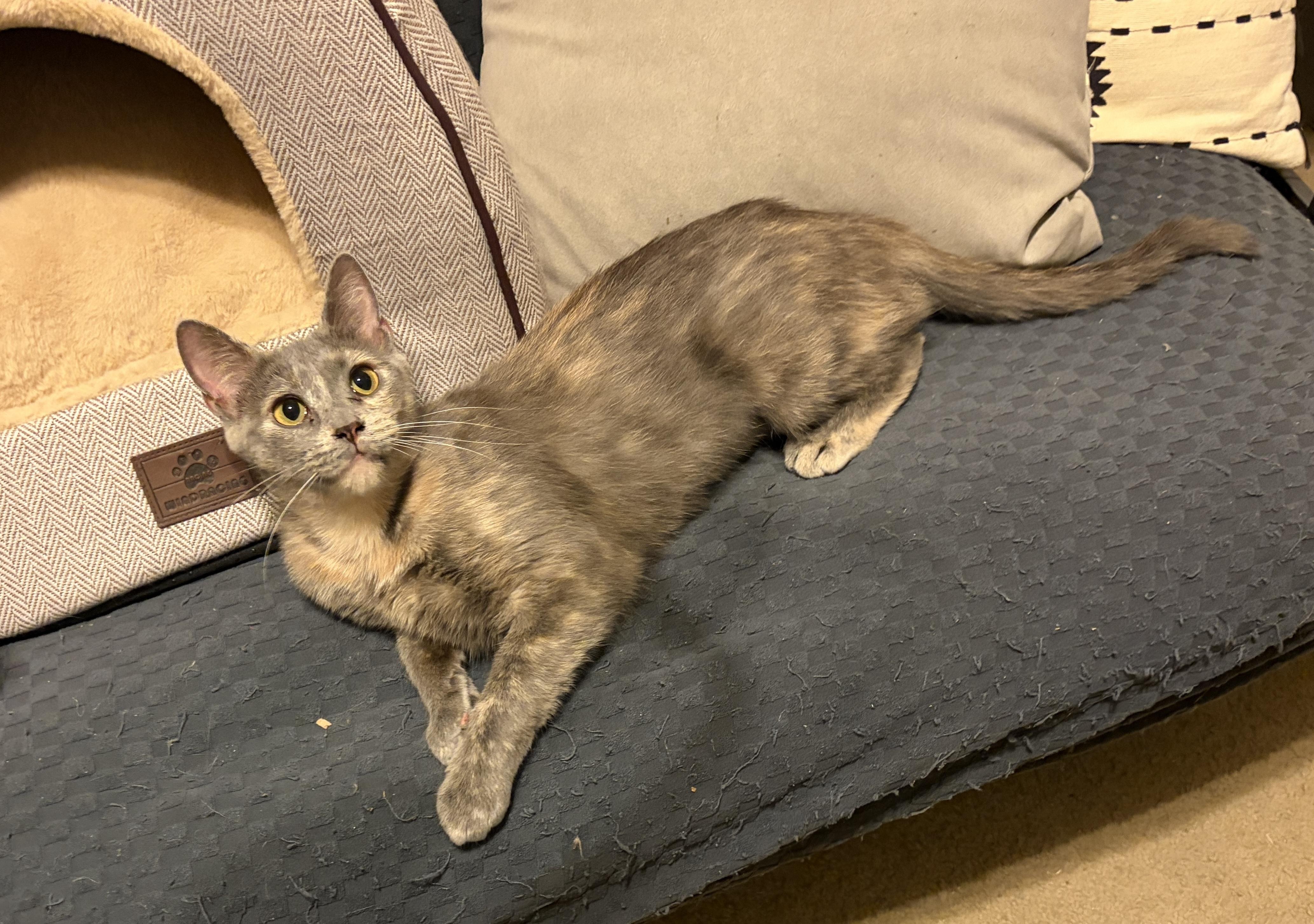 Enlarge Blossom, a Adoptable Dilute Tortoiseshell in Pittsburgh, PA image 2/4