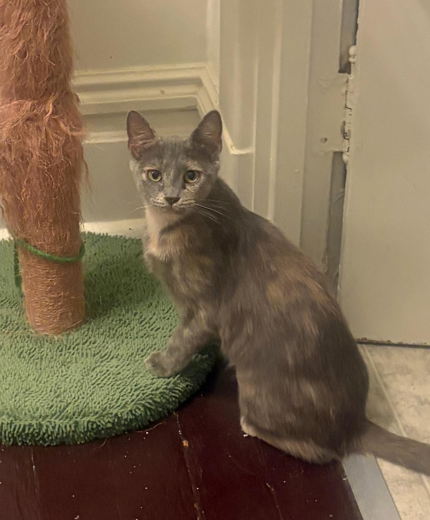 Enlarge Blossom, a Adoptable Dilute Tortoiseshell in Pittsburgh, PA image 4/4