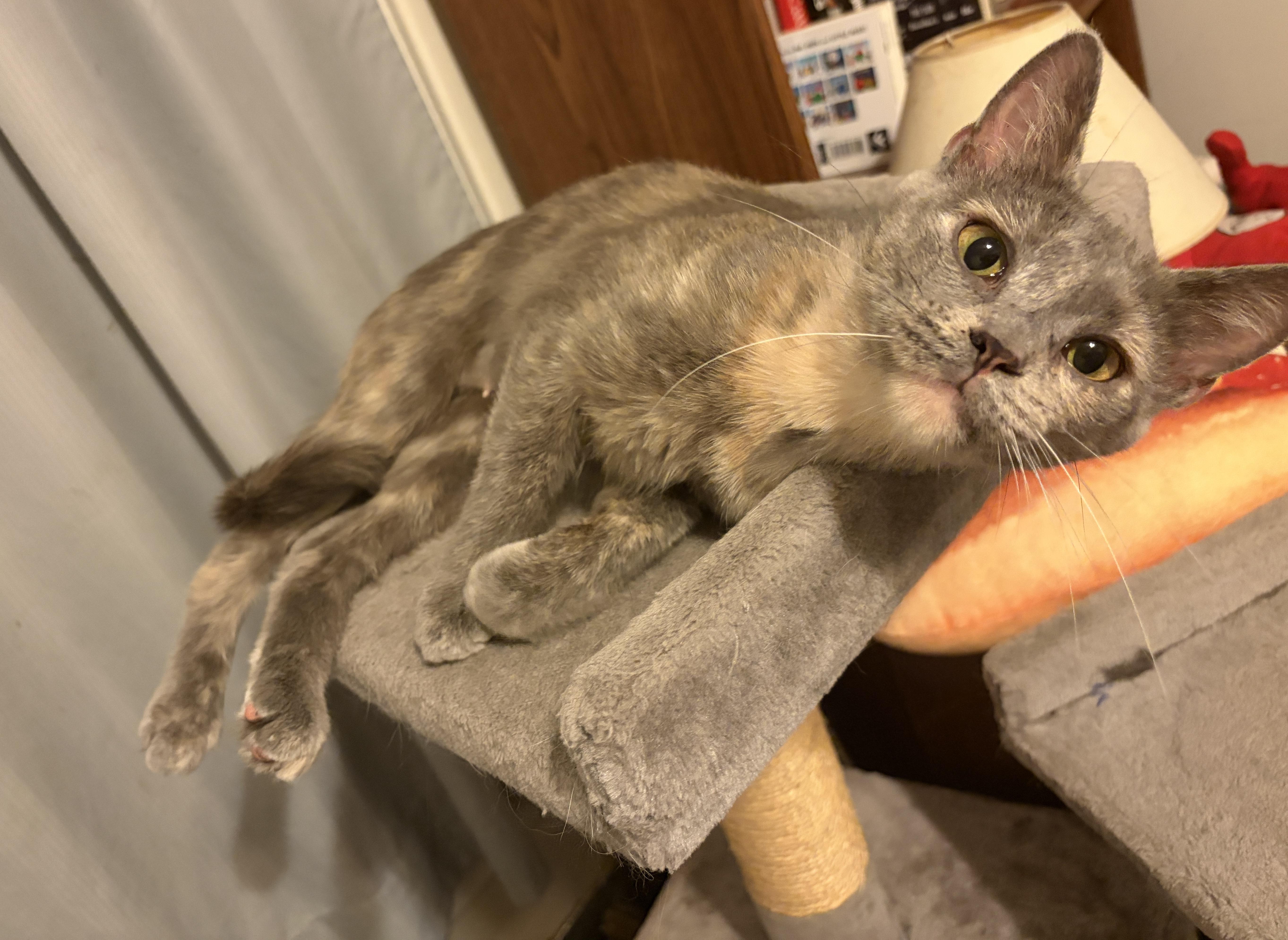 Enlarge Blossom, a Adoptable Dilute Tortoiseshell in Pittsburgh, PA image 3/4