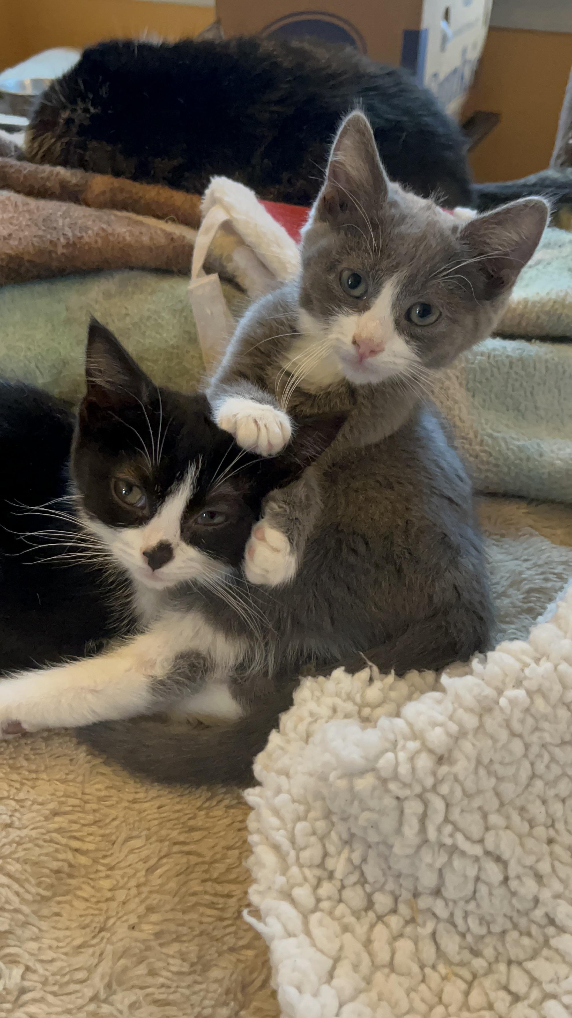 Enlarge Sugar Plum, a ADOPTABLE Domestic Short Hair in Elkton, MD image 5/6