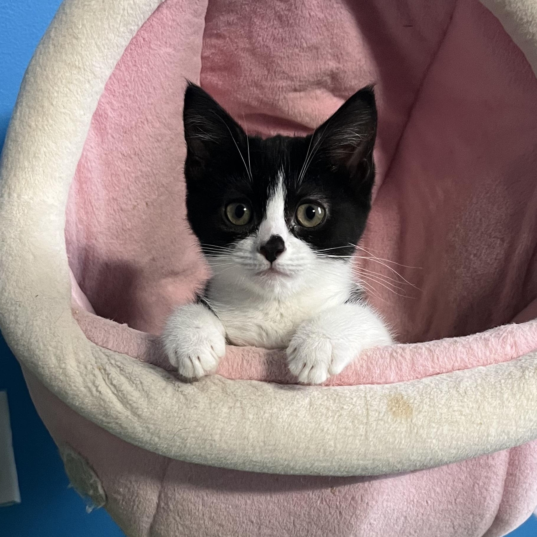 Enlarge Sugar Plum, a ADOPTABLE Domestic Short Hair in Elkton, MD image 1/6