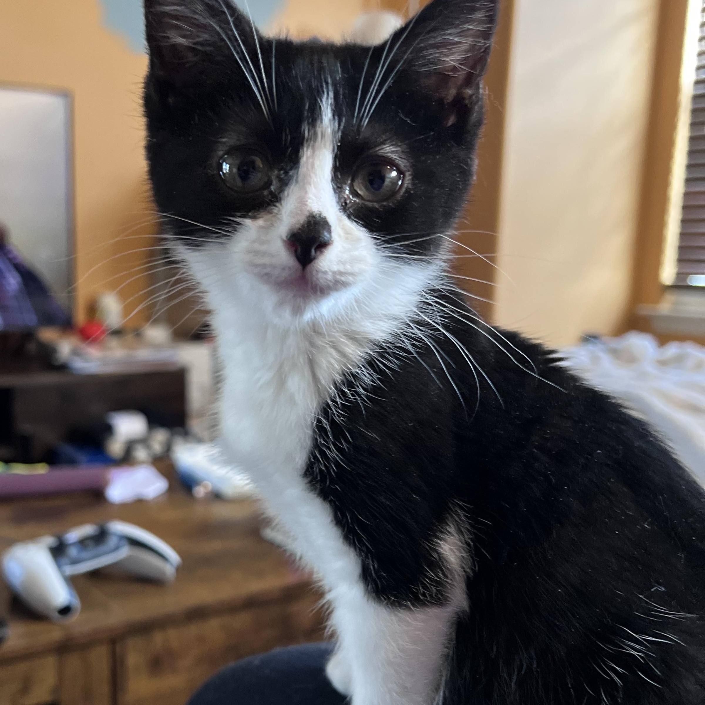 Enlarge Sugar Plum, a ADOPTABLE Domestic Short Hair in Elkton, MD image 3/6