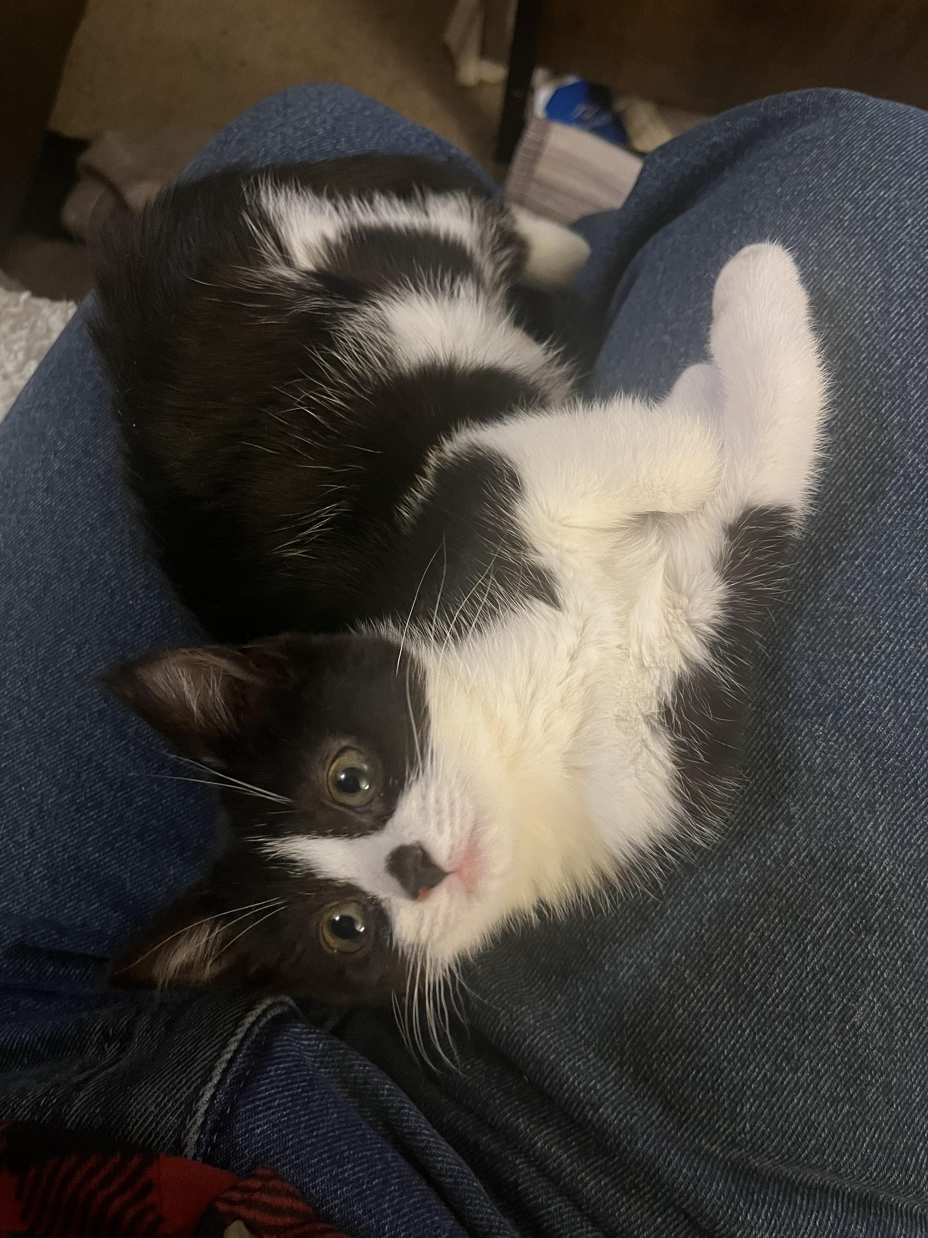 Enlarge Sugar Plum, a ADOPTABLE Domestic Short Hair in Elkton, MD image 4/6