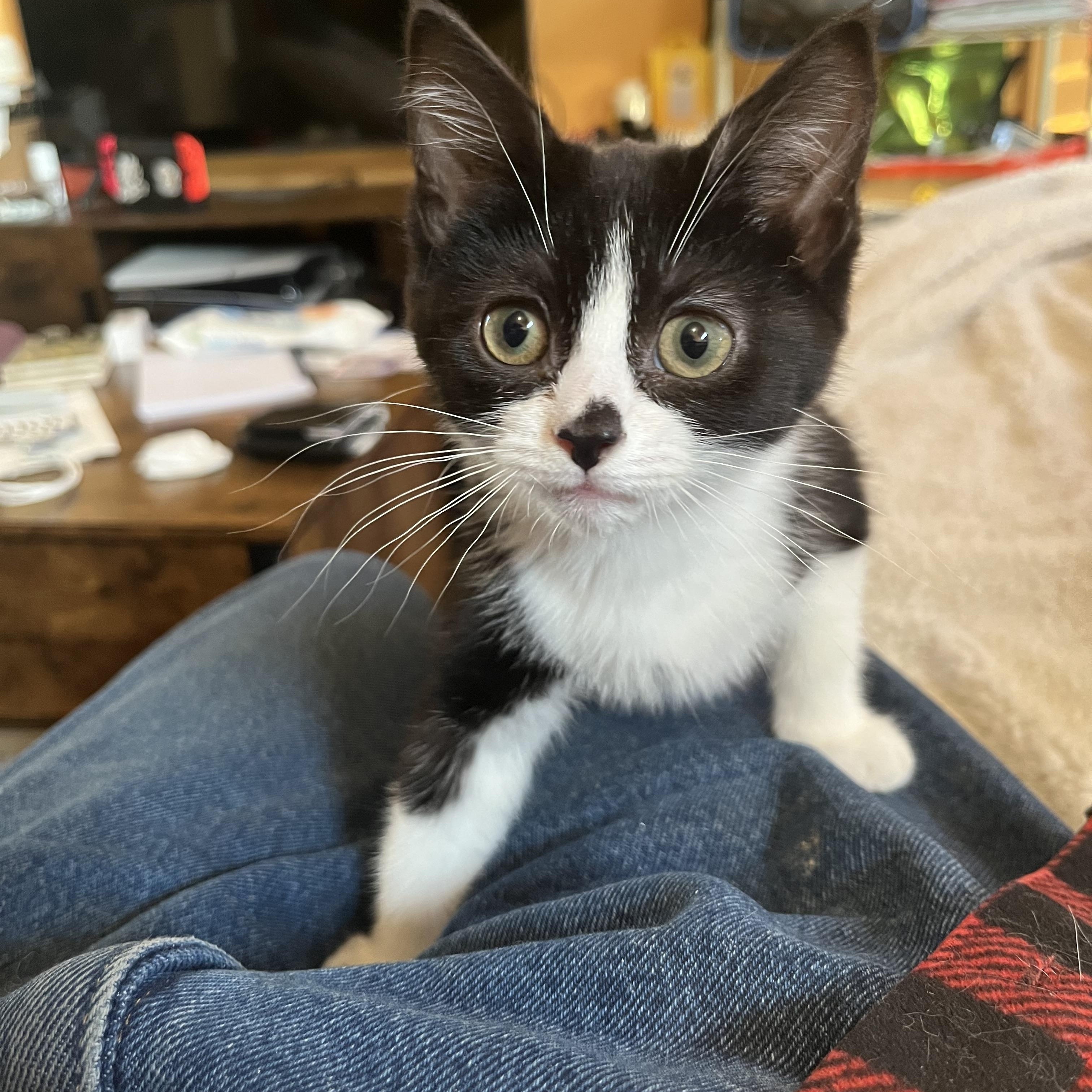 Enlarge Sugar Plum, a ADOPTABLE Domestic Short Hair in Elkton, MD image 2/6