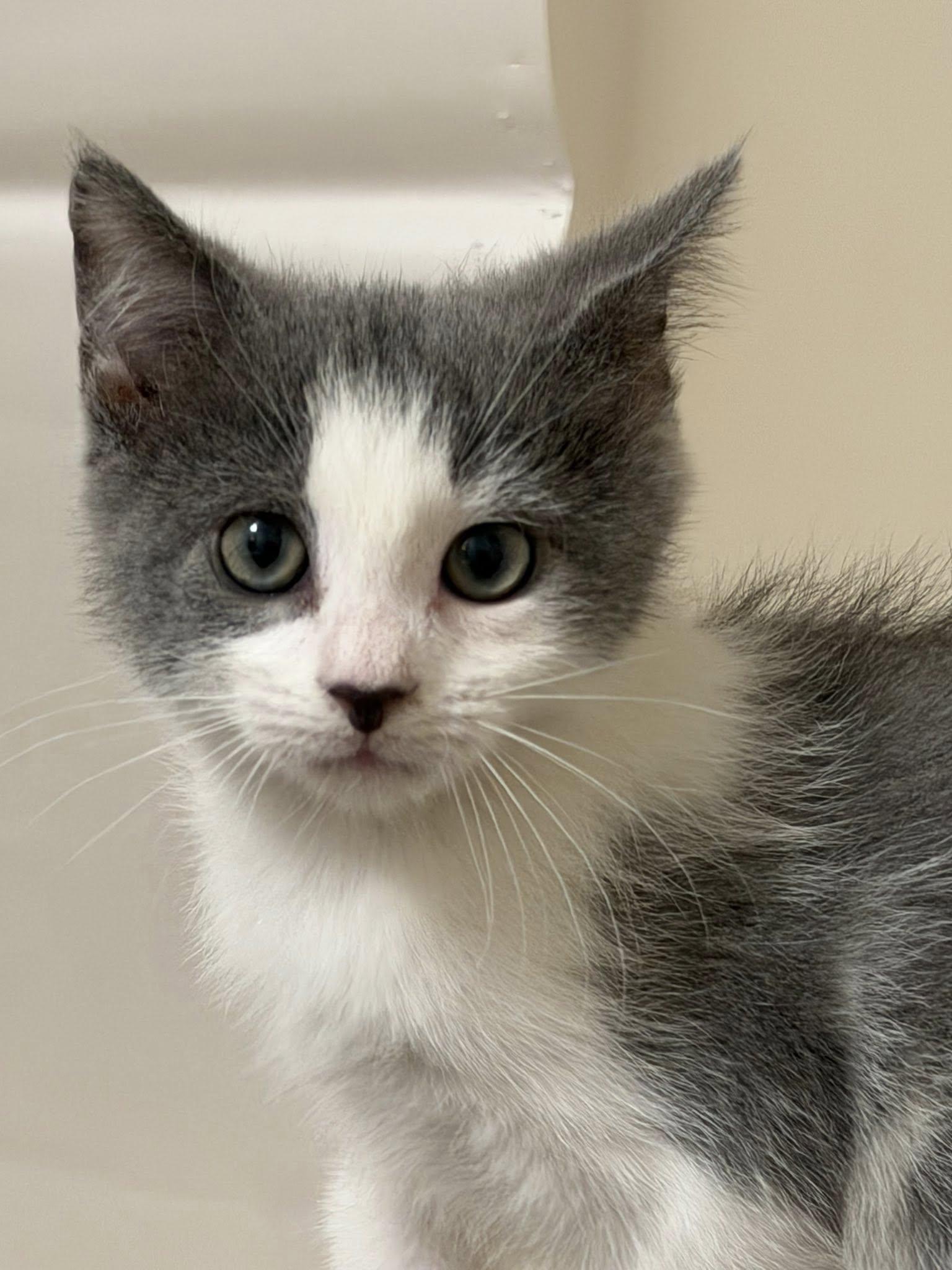 Enlarge Baroness Kittimus Windsor of Kittenburgh, a ADOPTABLE Domestic Short Hair in Knoxville, TN image 1/1