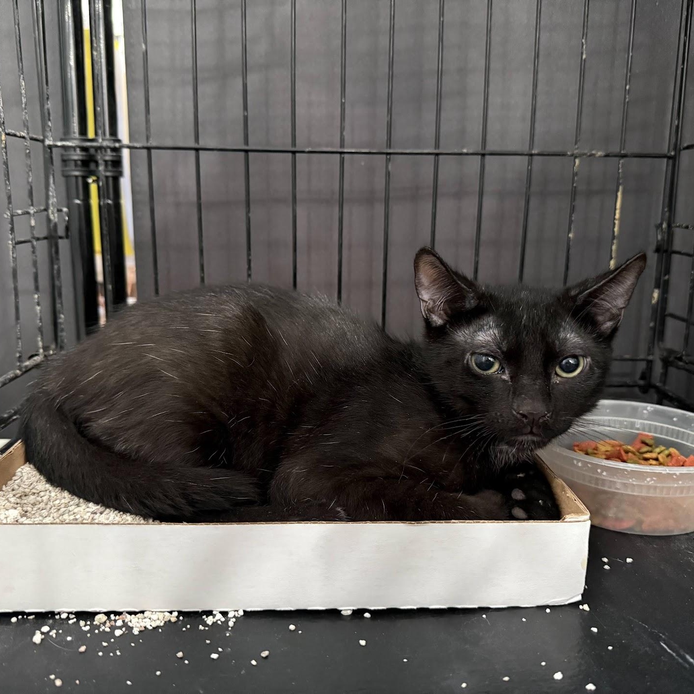 Enlarge Moonbeam, an adoptable Domestic Short Hair in Weehawken, NJ image 6/6