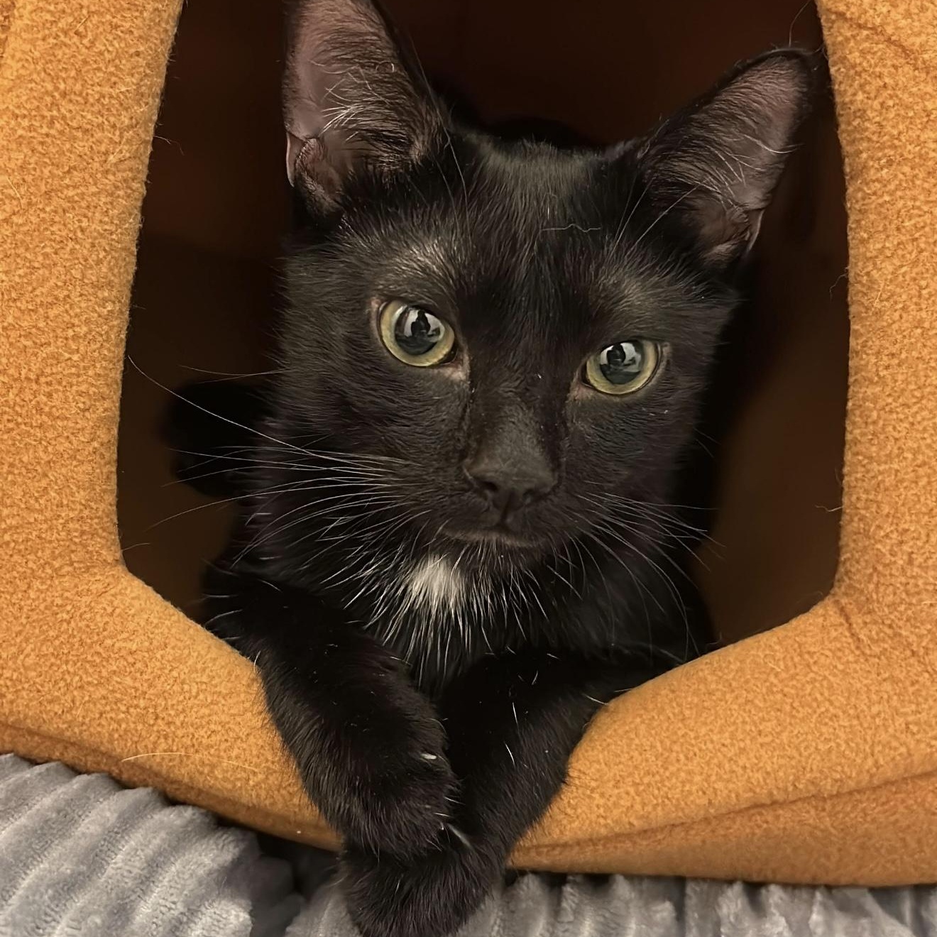 Enlarge Moonbeam, an adoptable Domestic Short Hair in Weehawken, NJ image 1/6