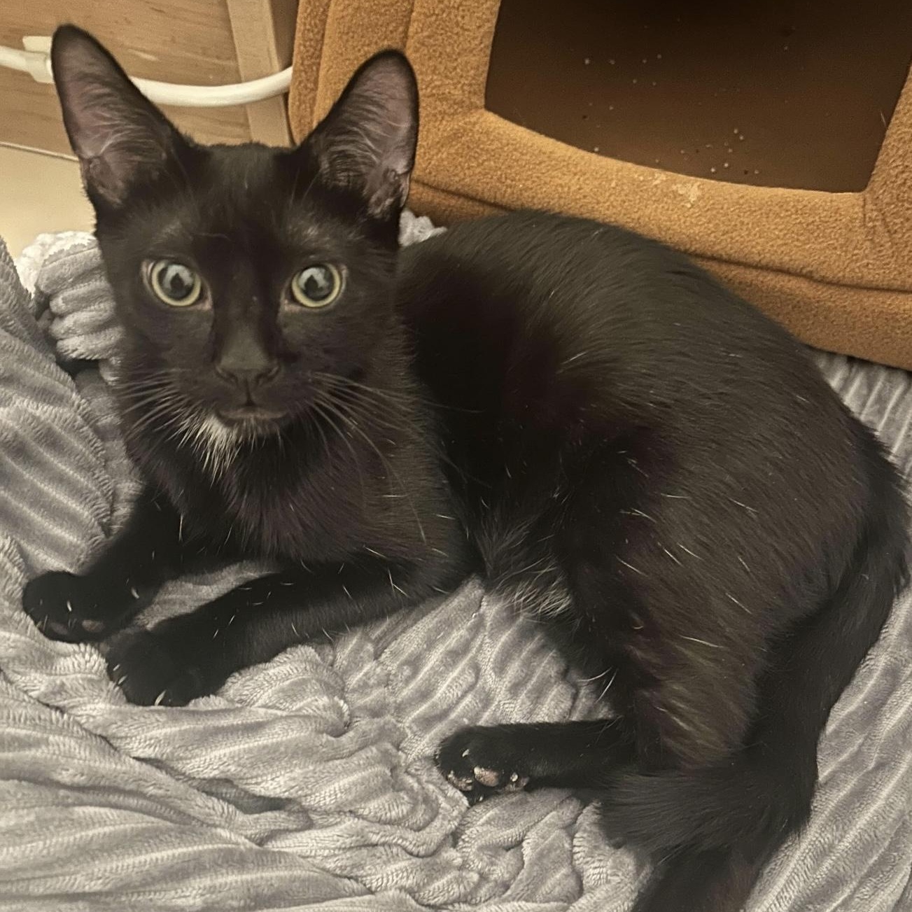 Enlarge Moonbeam, an adoptable Domestic Short Hair in Weehawken, NJ image 3/6