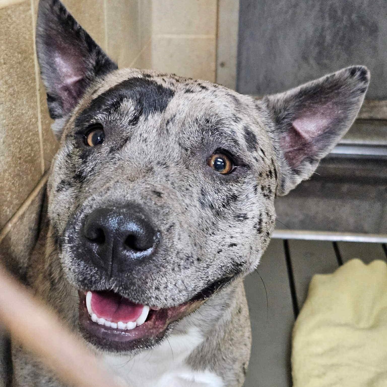 Storm, an adoptable Mixed Breed in Franklin, KY image 1/4