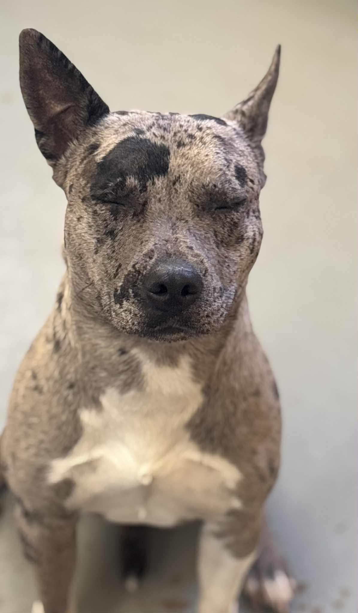 Storm, an adoptable Mixed Breed in Franklin, KY image 3/4