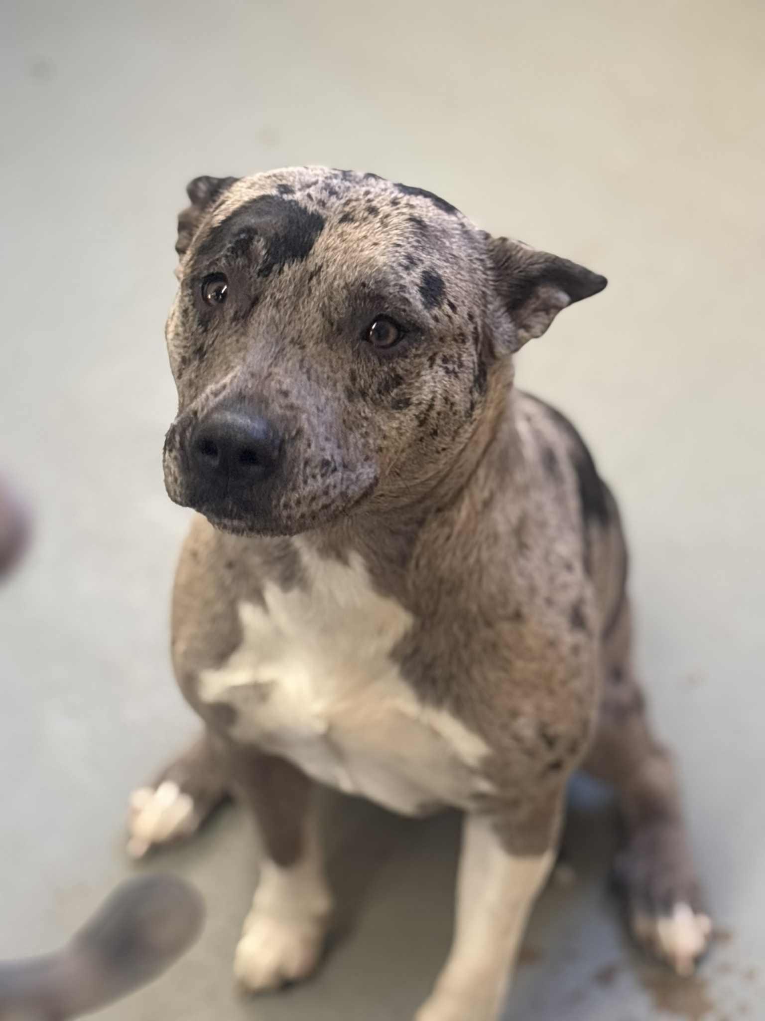 Storm, an adoptable Mixed Breed in Franklin, KY image 2/4