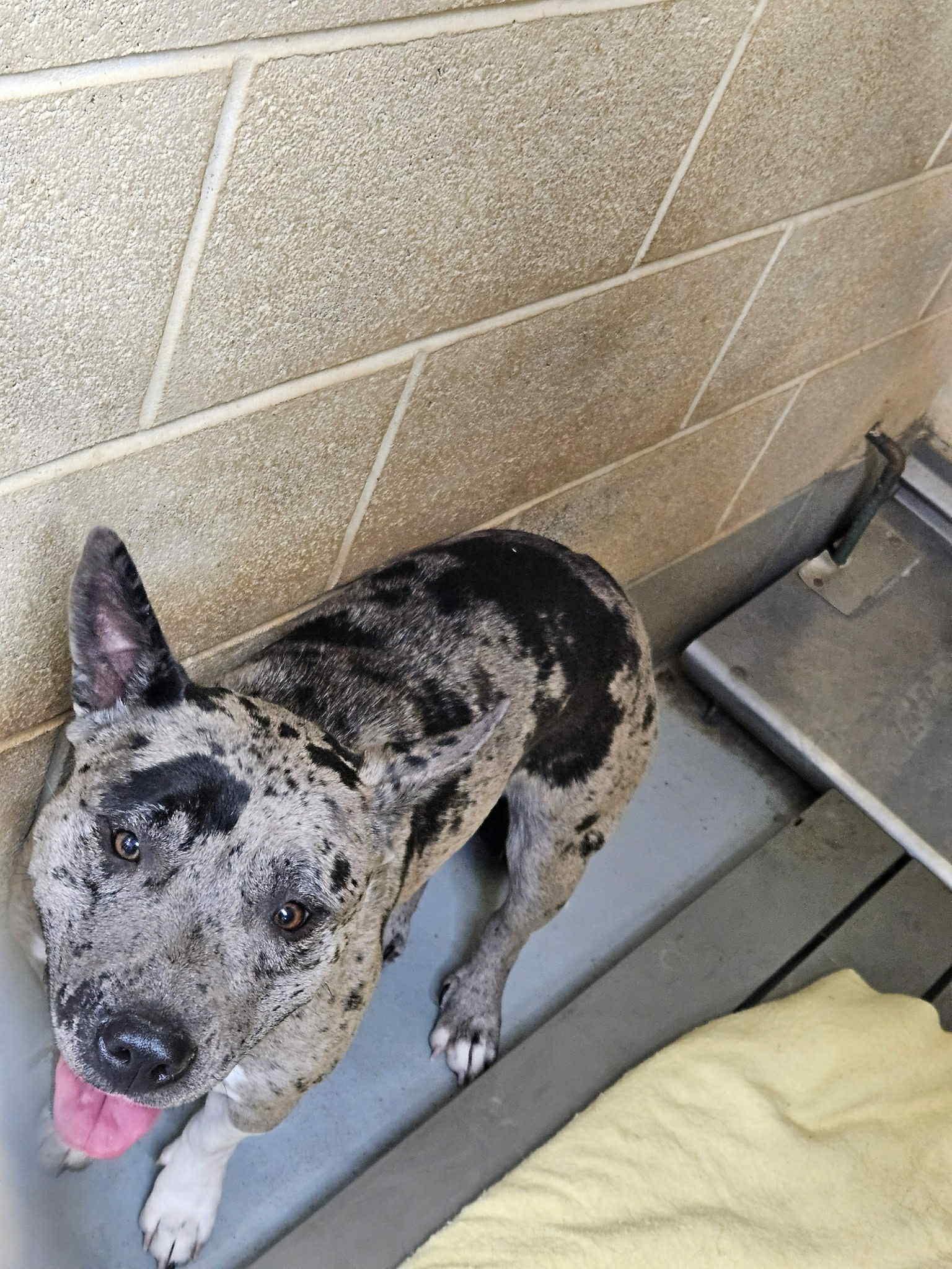 Storm, an adoptable Mixed Breed in Franklin, KY image 4/4