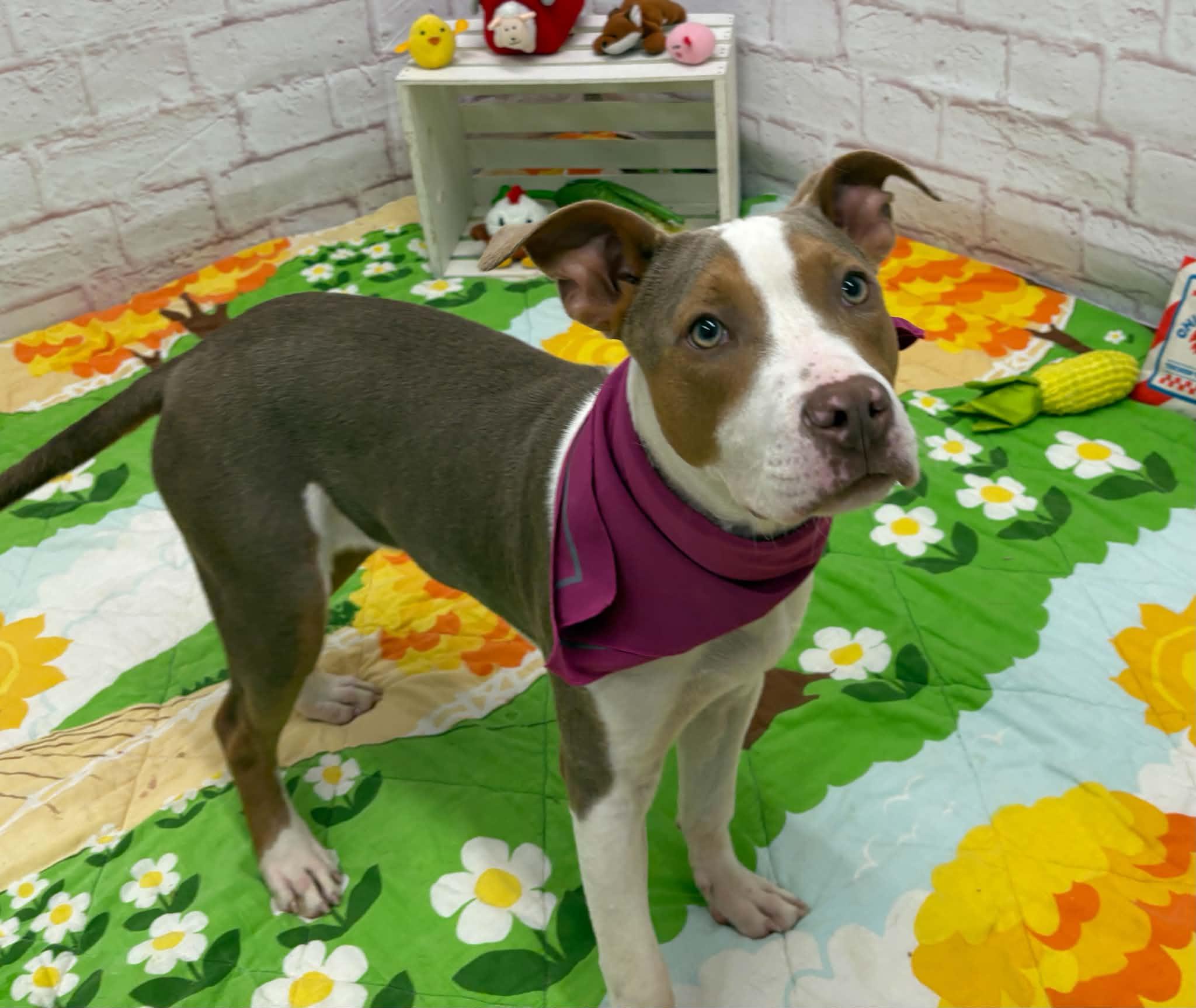 Enlarge Eloise, a Adoptable mixed breed in Oxford, MI image 5/6