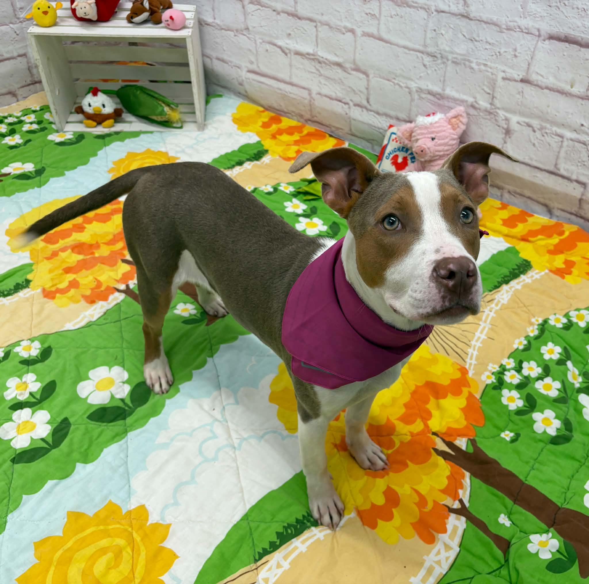 Enlarge Eloise, a Adoptable mixed breed in Oxford, MI image 3/6
