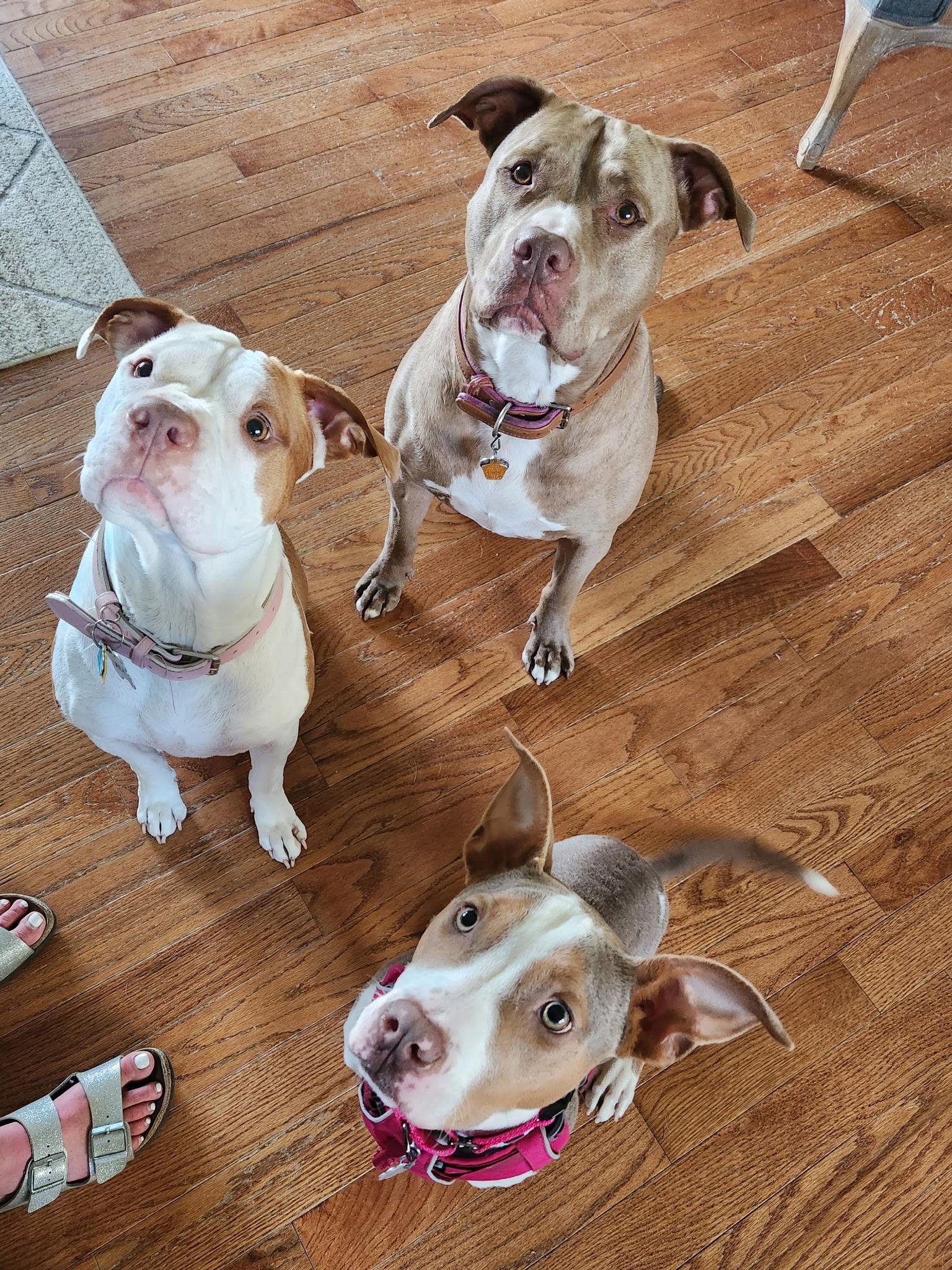 Enlarge Eloise, a Adoptable mixed breed in Oxford, MI image 4/6