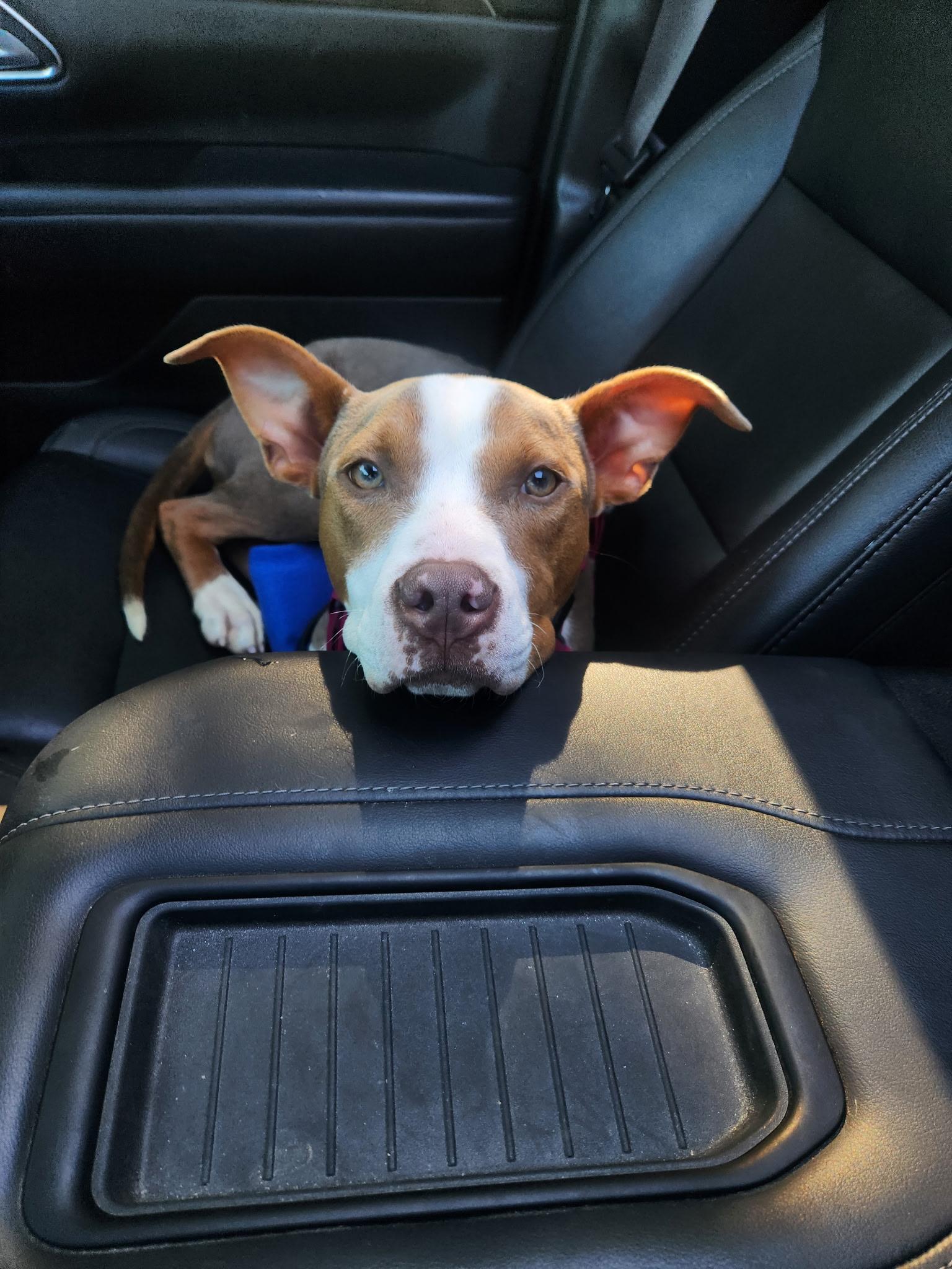 Enlarge Eloise, a Adoptable mixed breed in Oxford, MI image 5/6
