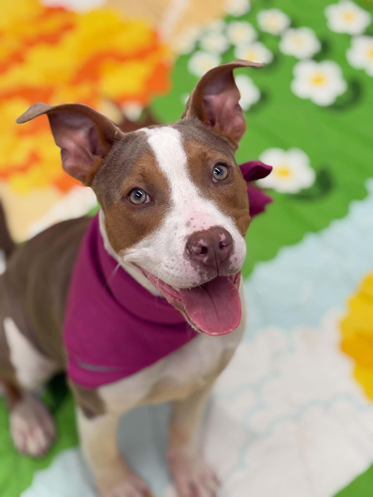 Enlarge Eloise, a Adoptable mixed breed in Oxford, MI image 4/6