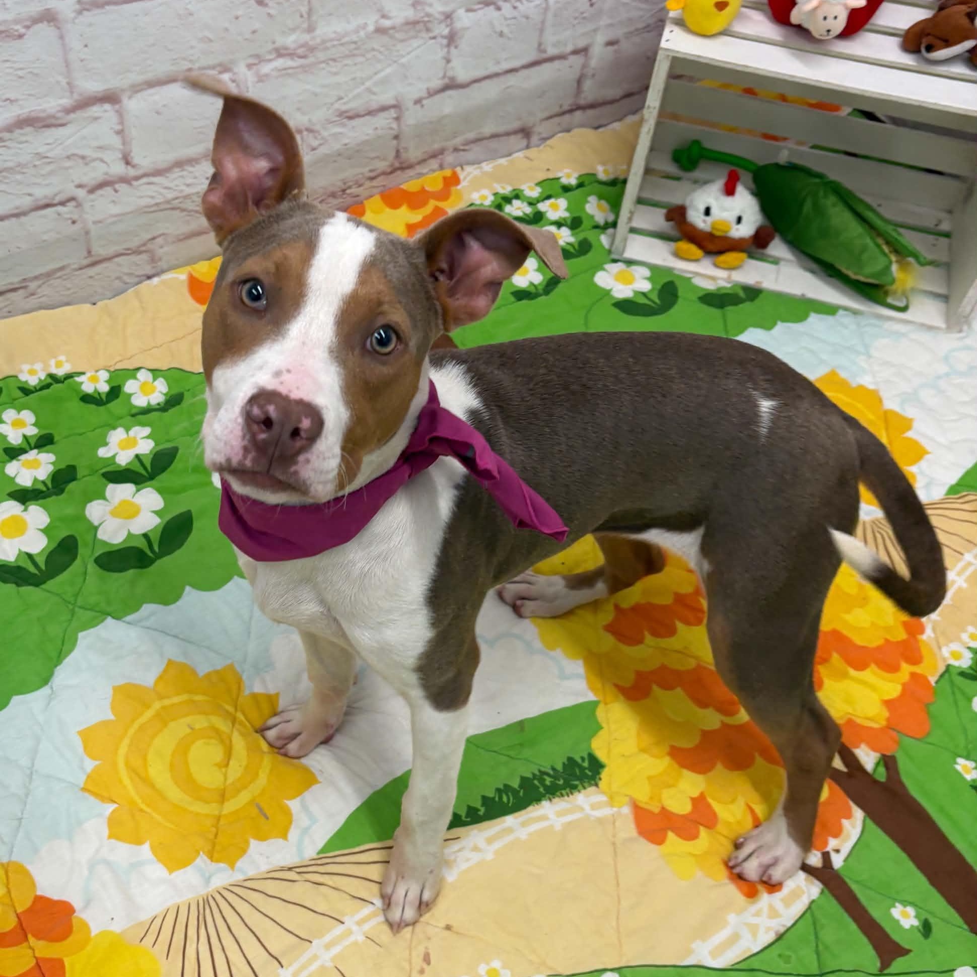 Enlarge Eloise, a Adoptable mixed breed in Oxford, MI image 1/6