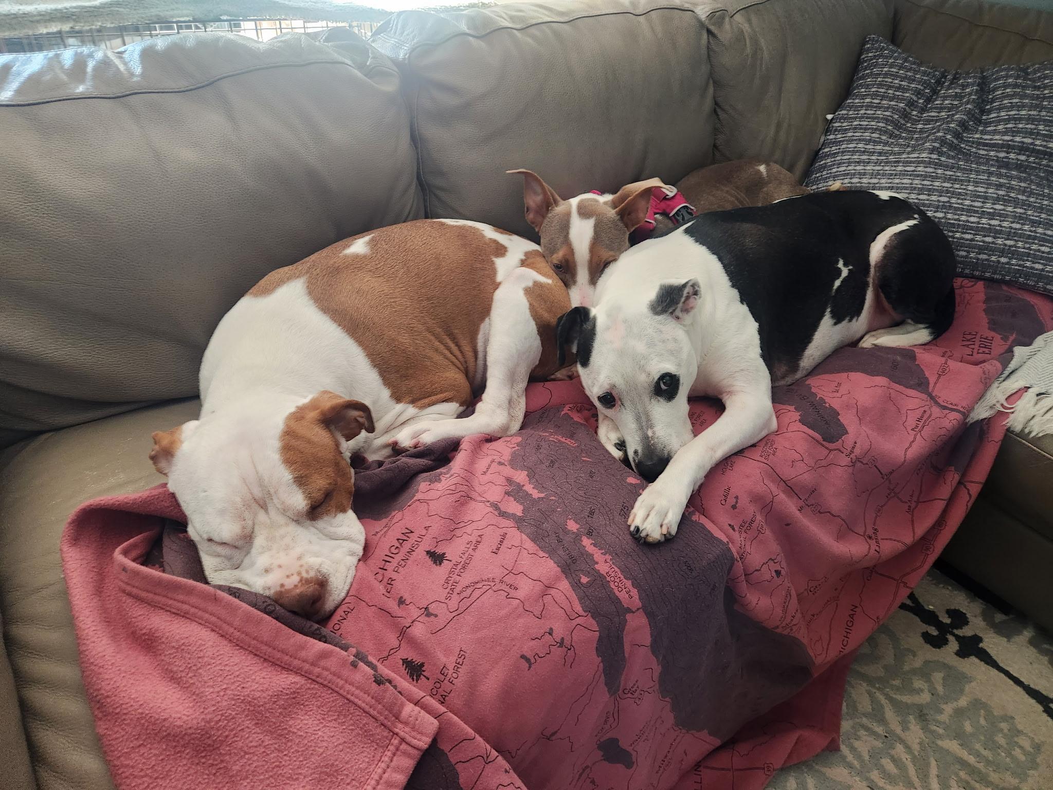 Enlarge Eloise, a Adoptable mixed breed in Oxford, MI image 3/6