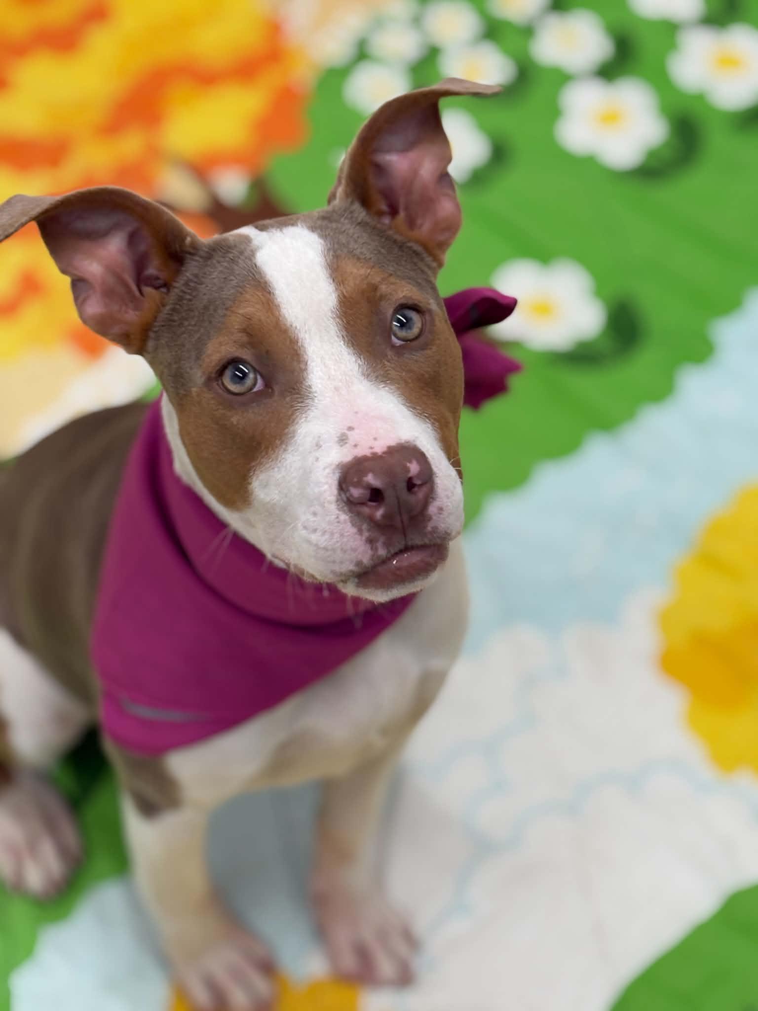 Enlarge Eloise, a Adoptable mixed breed in Oxford, MI image 2/6