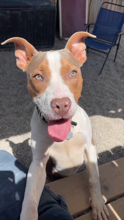 Enlarge Eloise, a Adoptable mixed breed in Oxford, MI video 6/6