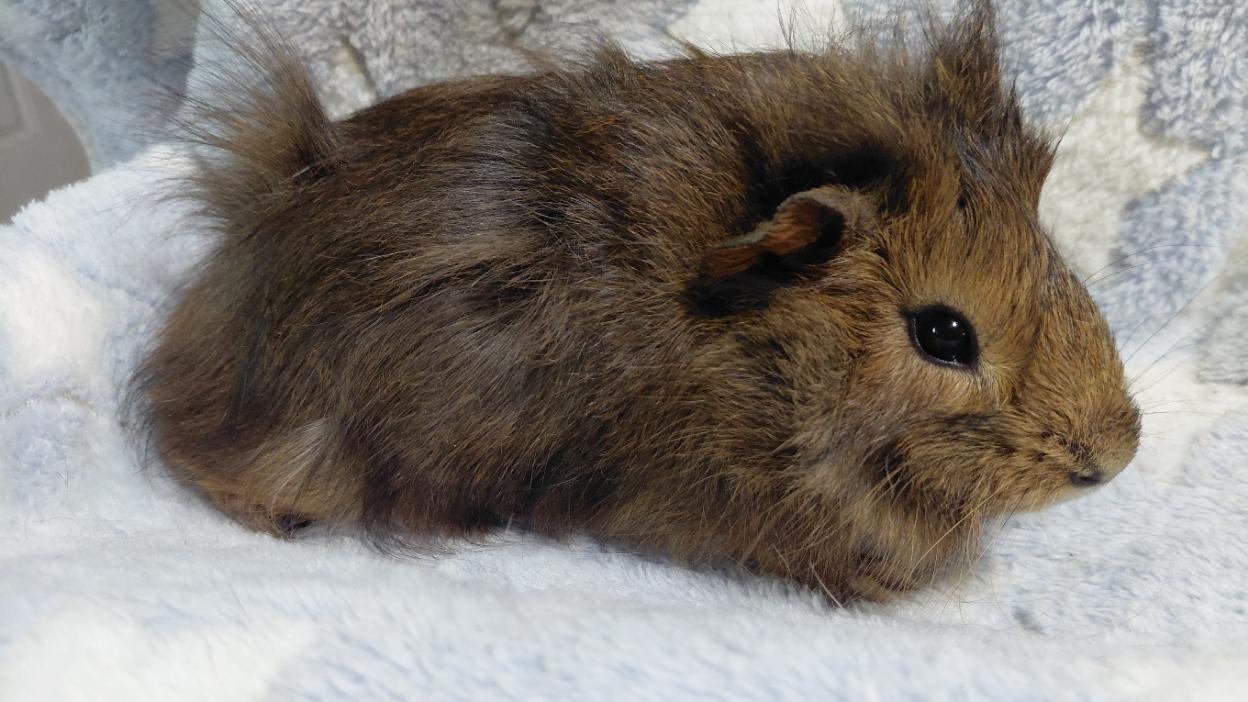 Enlarge Mouse, an adopted mixed breed in Cincinnati, OH image 3/3