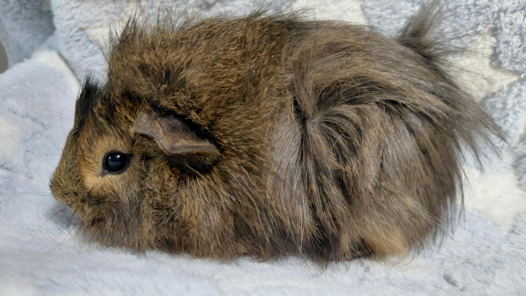 Mouse, adopted, Baby Male Peruvian & Abyssinian.