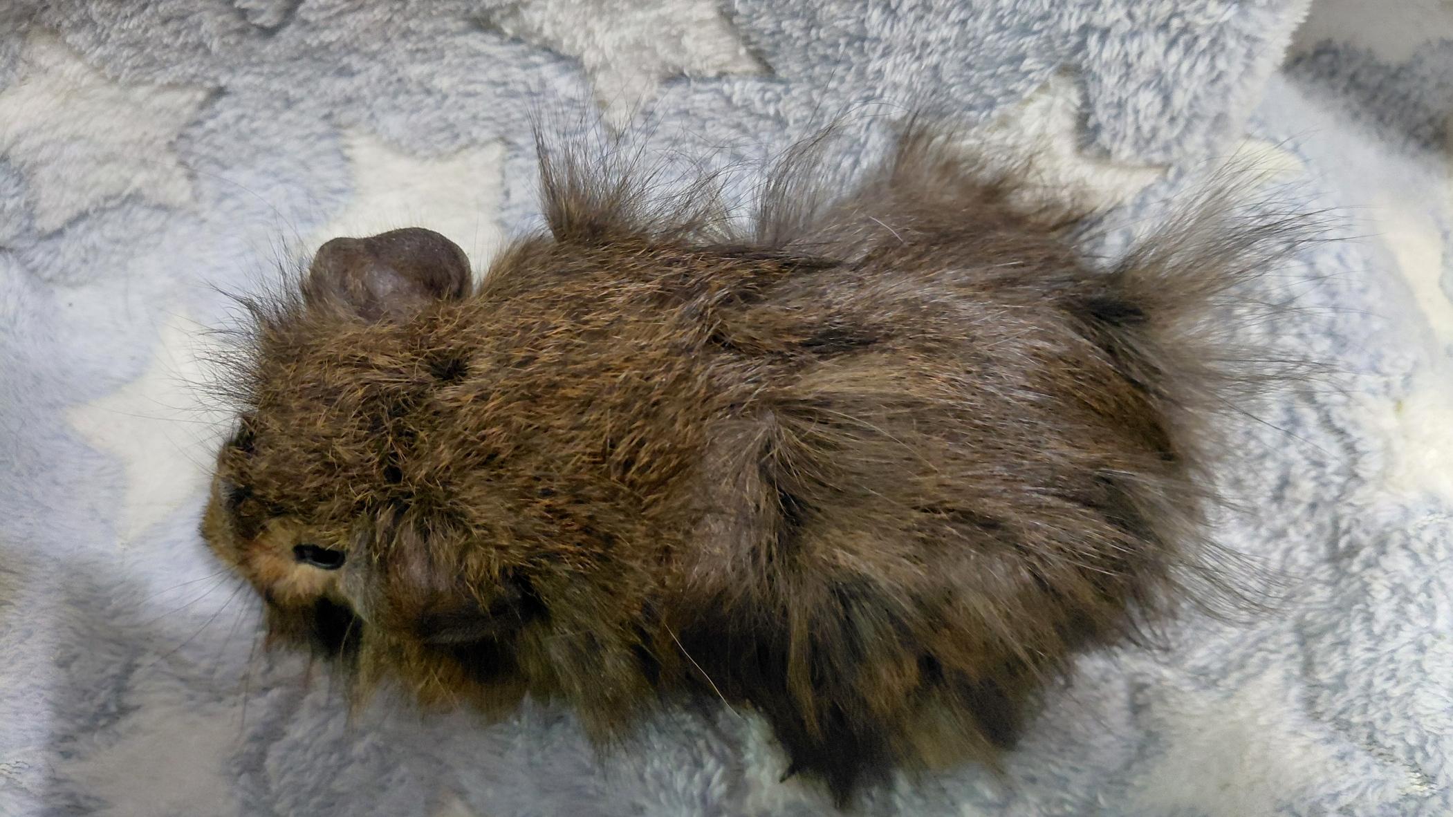 Enlarge Mouse, an adopted mixed breed in Cincinnati, OH image 2/3