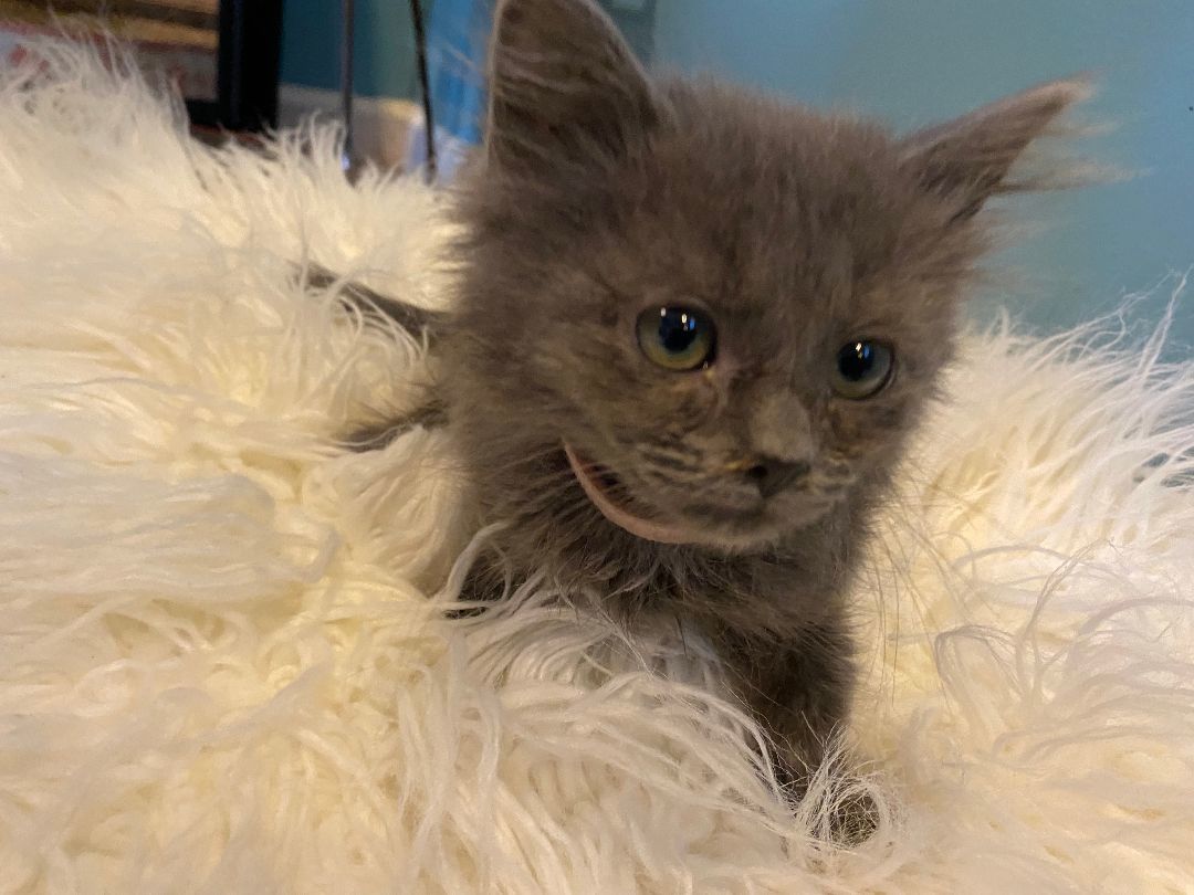 Enlarge Gracie, a Adopted Domestic Long Hair in Ridgewood, NY image 1/1