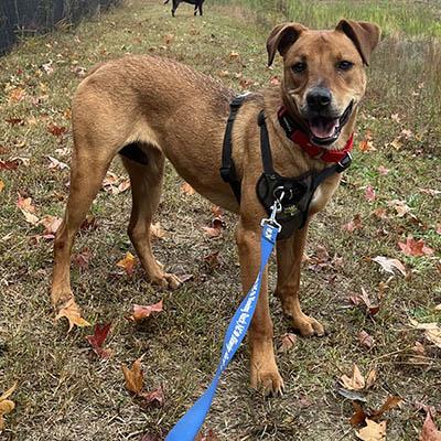 Bailey 2, Adoptable, Adult Female Rhodesian Ridgeback.