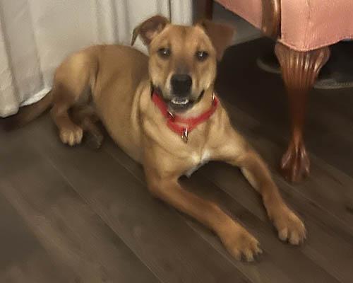 Bailey 2, a Adoptable mixed breed in Lexington, SC image 2/5