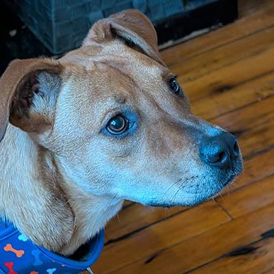 Bailey 2, a Adoptable mixed breed in Lexington, SC image 4/5