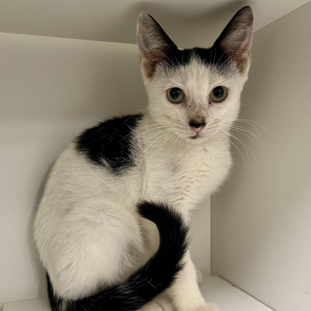 Jelly Bean, Adoptable, Kitten Female Domestic Short Hair.