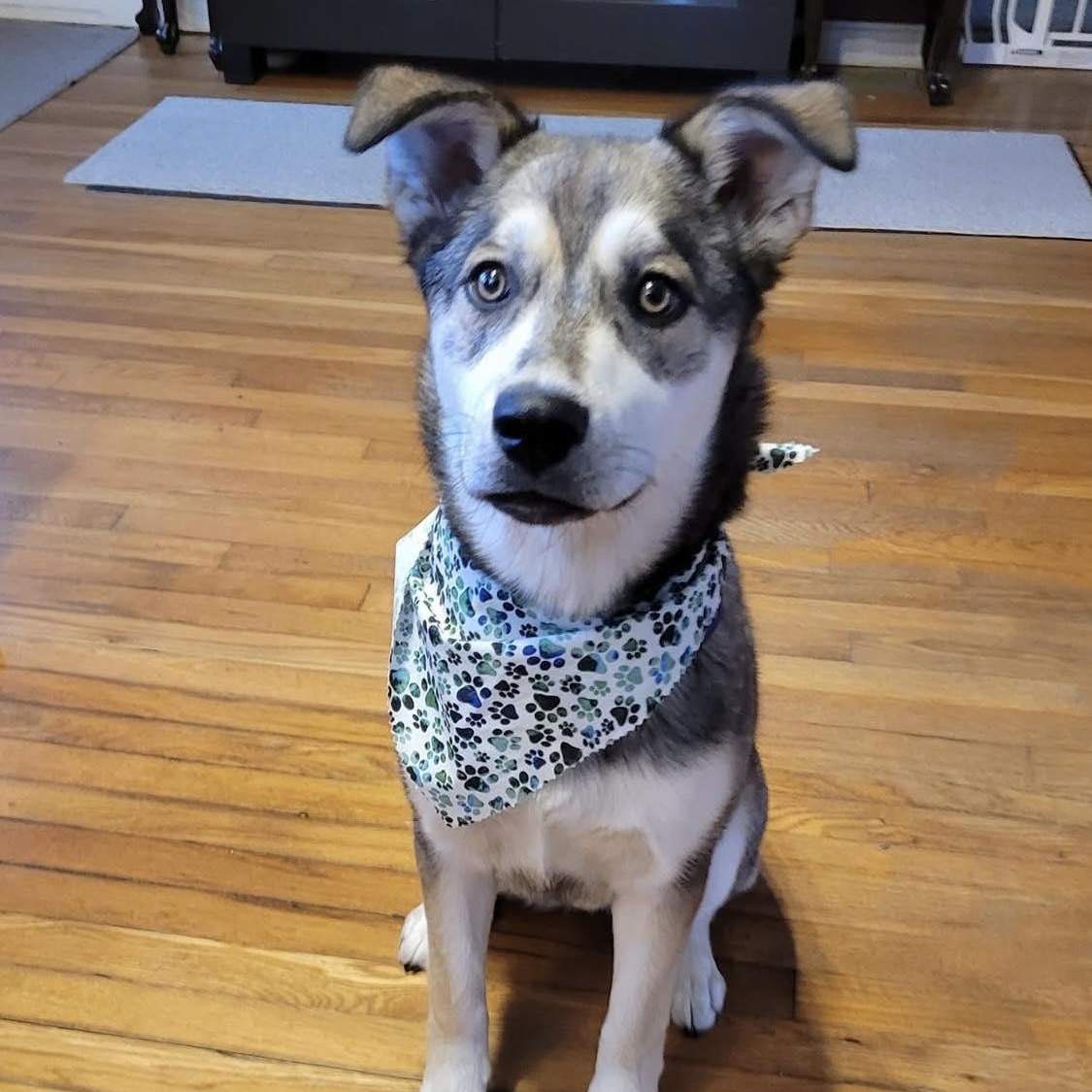 Aspen, Young Female Mixed Breed