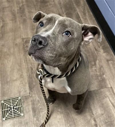 NACHO, Adoptable, Young Male Pit Bull Terrier.