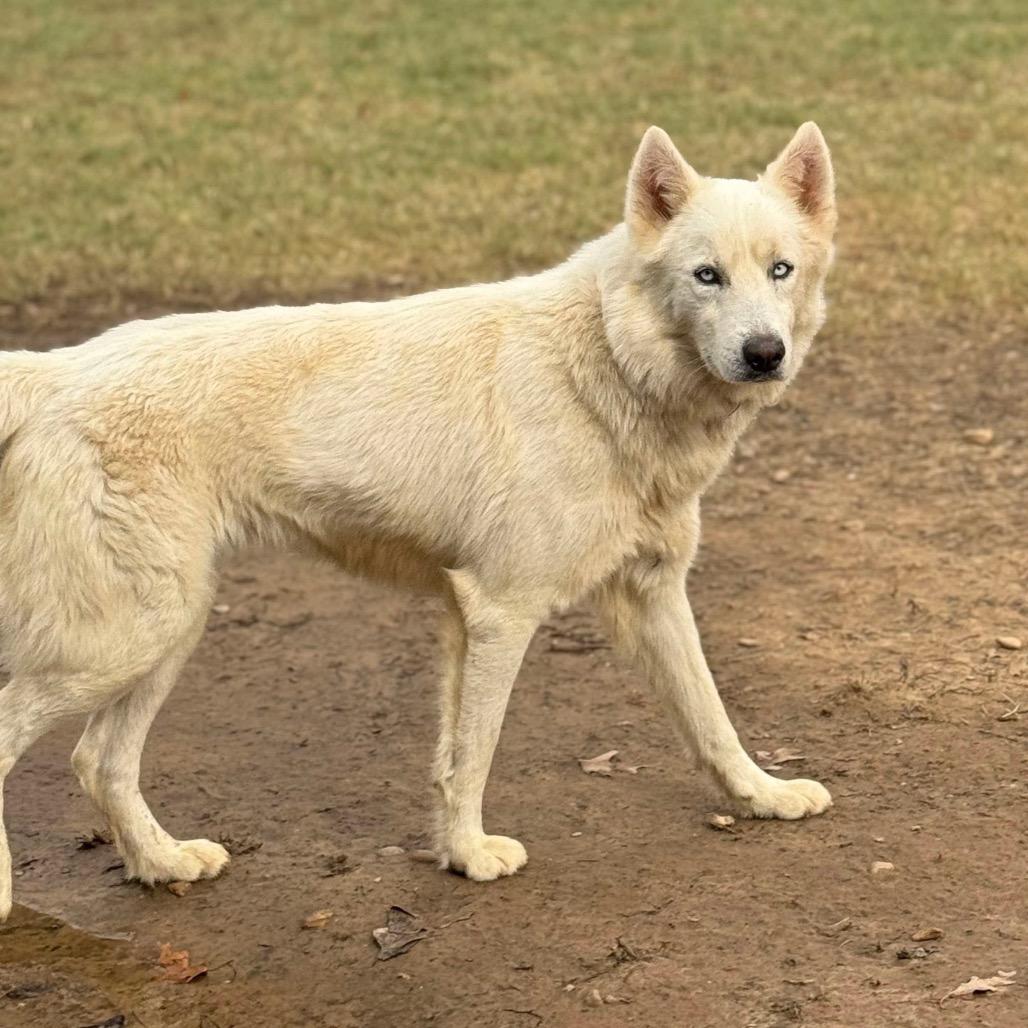 Marty, Adoptable, Adult Male Husky.
