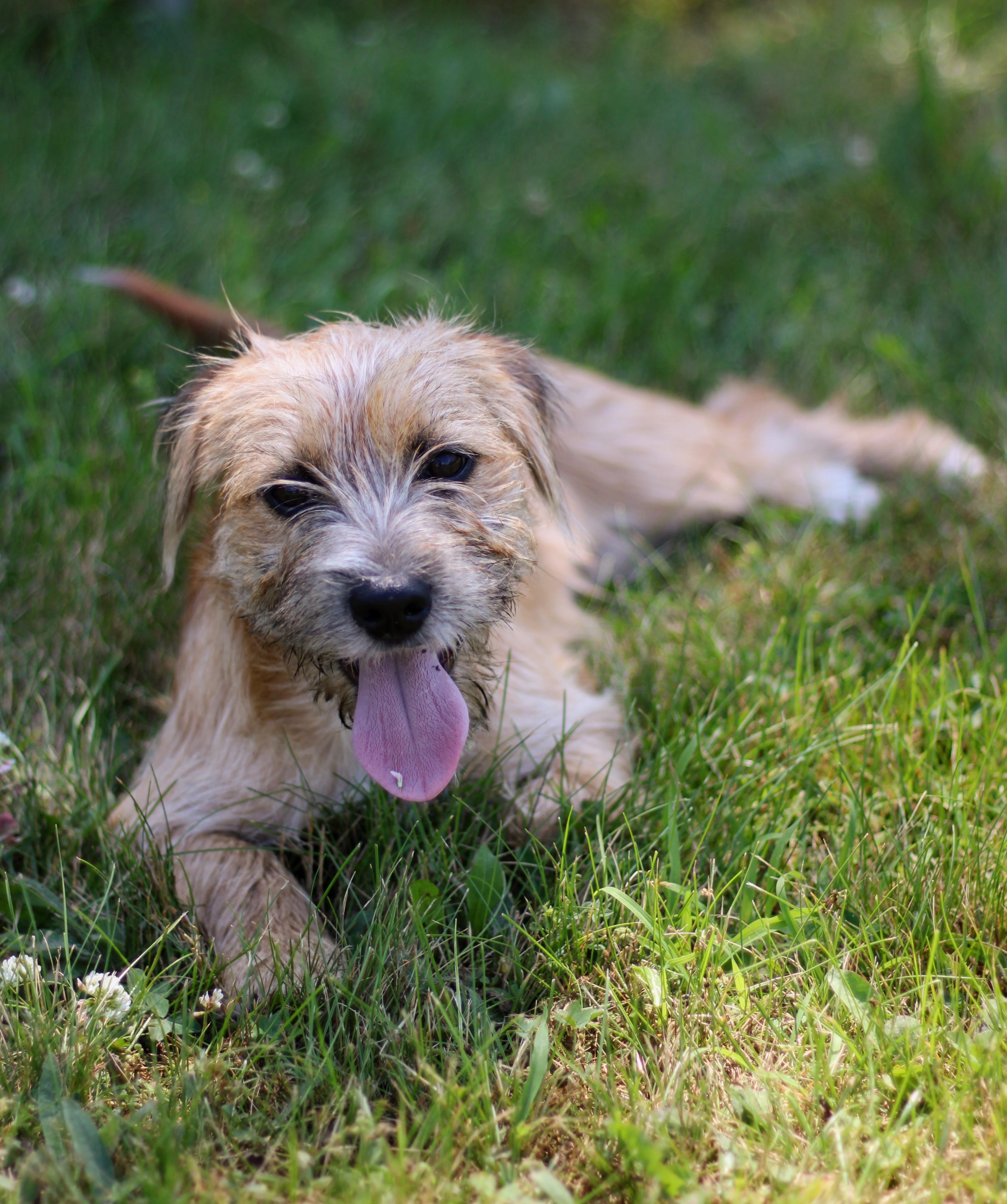 Clover, an adopted mixed breed in Battle Creek, MI image 2/4