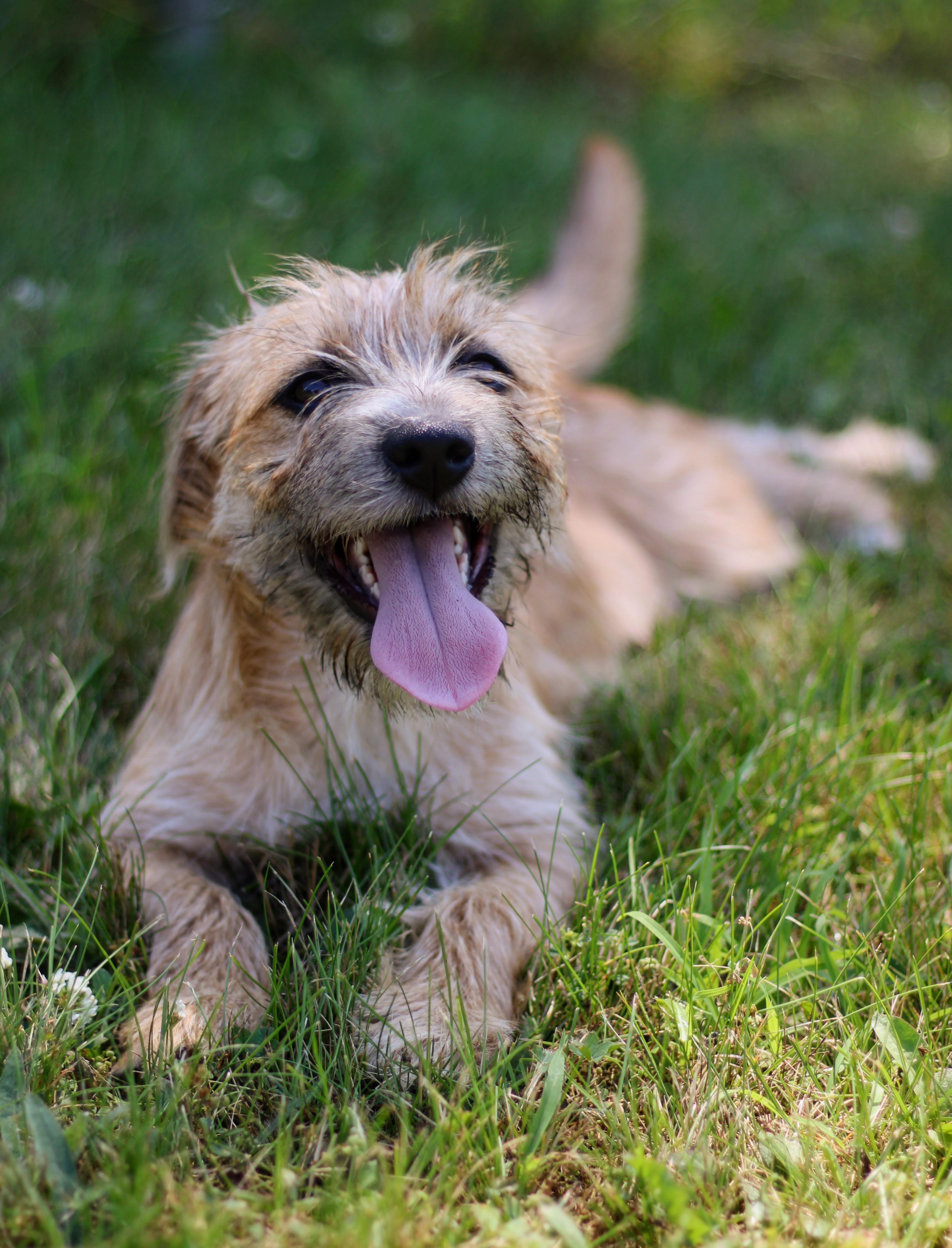 Clover, an adopted mixed breed in Battle Creek, MI image 4/4
