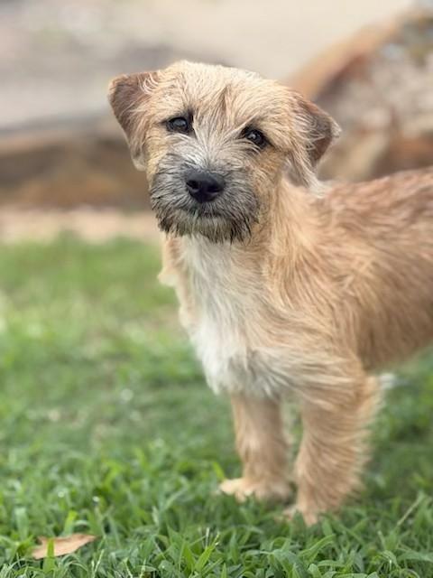 Clover, adopted, Puppy Female Terrier.