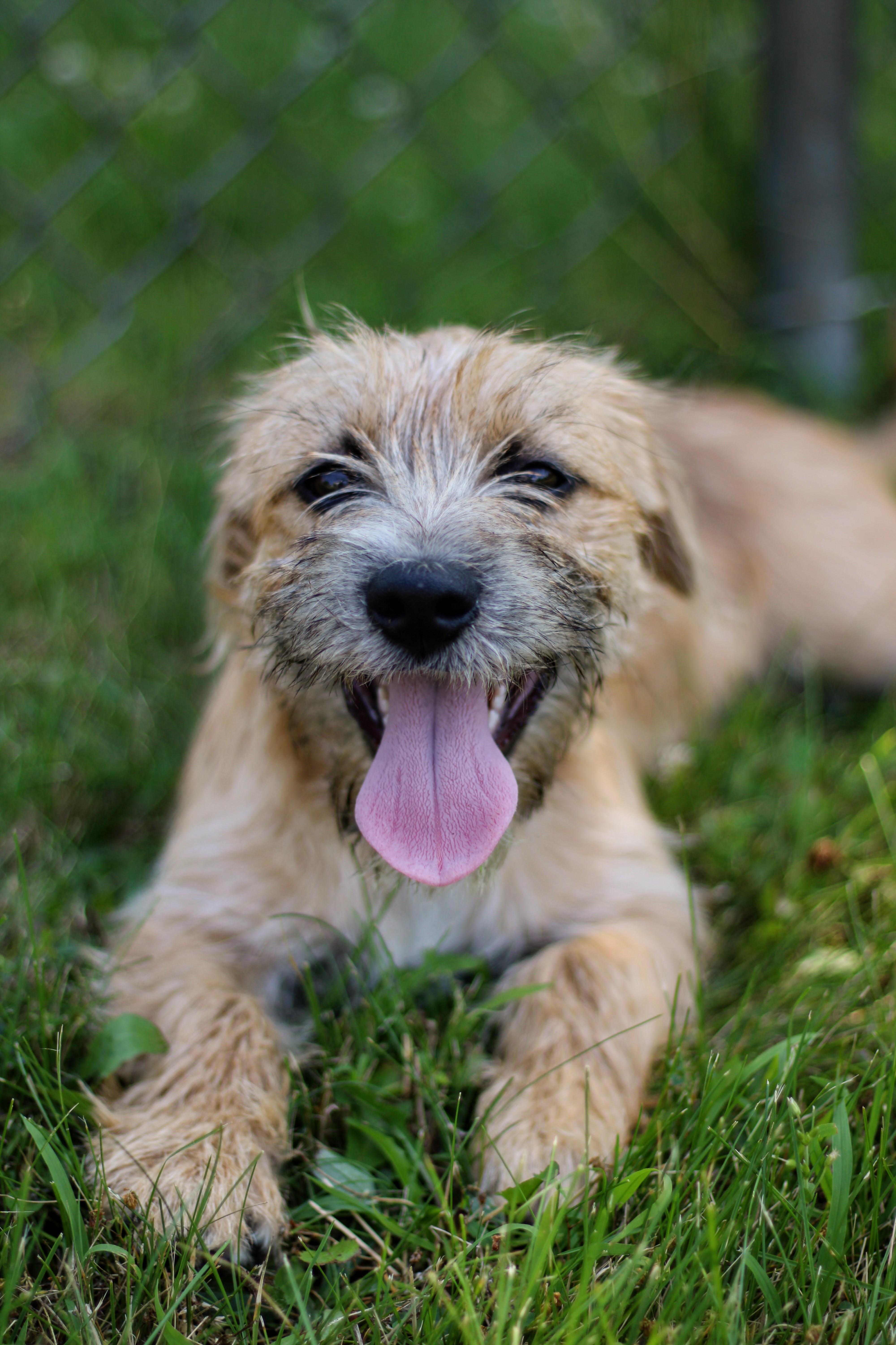 Clover, an adopted mixed breed in Battle Creek, MI image 3/4