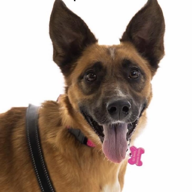 MISS KITTY - Local, a Adoptable mixed breed in Warwick, RI image 1/6