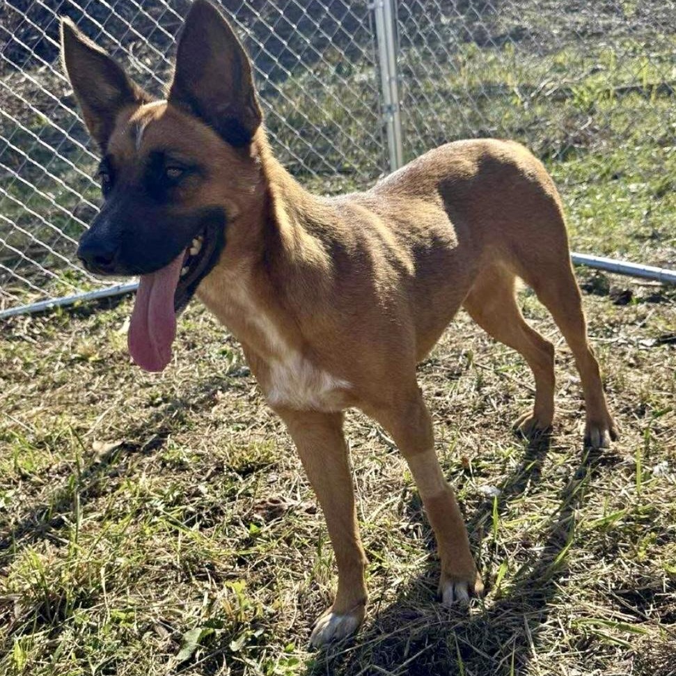 MISS KITTY - Local, a Adoptable mixed breed in Warwick, RI image 6/6