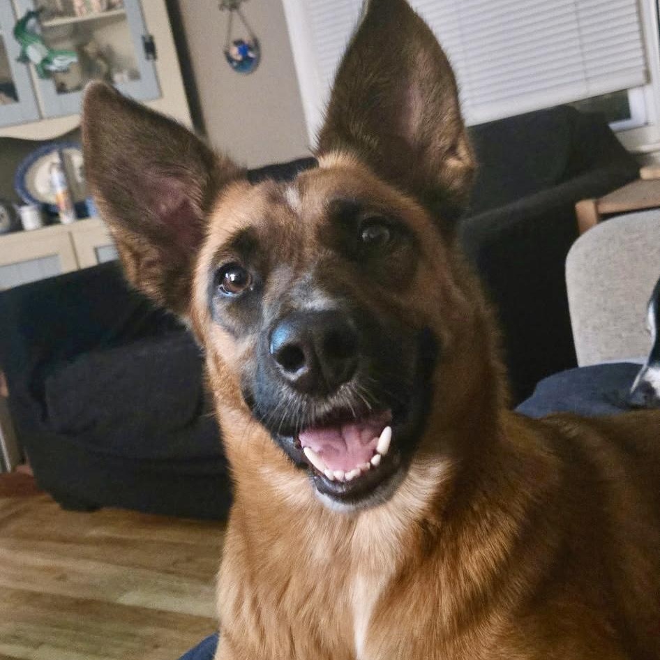 MISS KITTY - Local, Adoptable, Adult Female German Shepherd Dog.