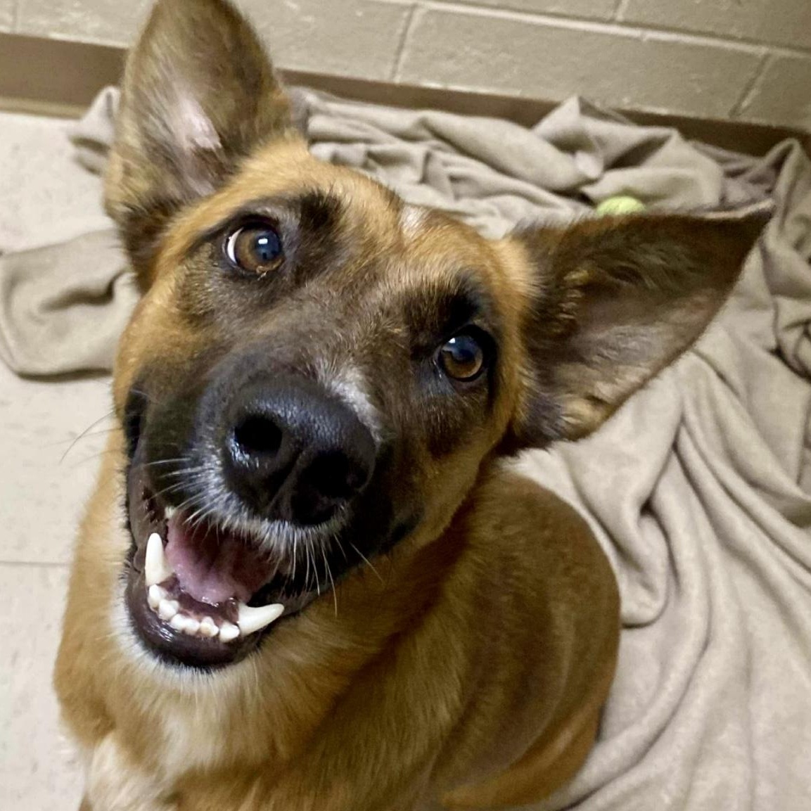 MISS KITTY - Local, a Adoptable mixed breed in Warwick, RI image 5/6