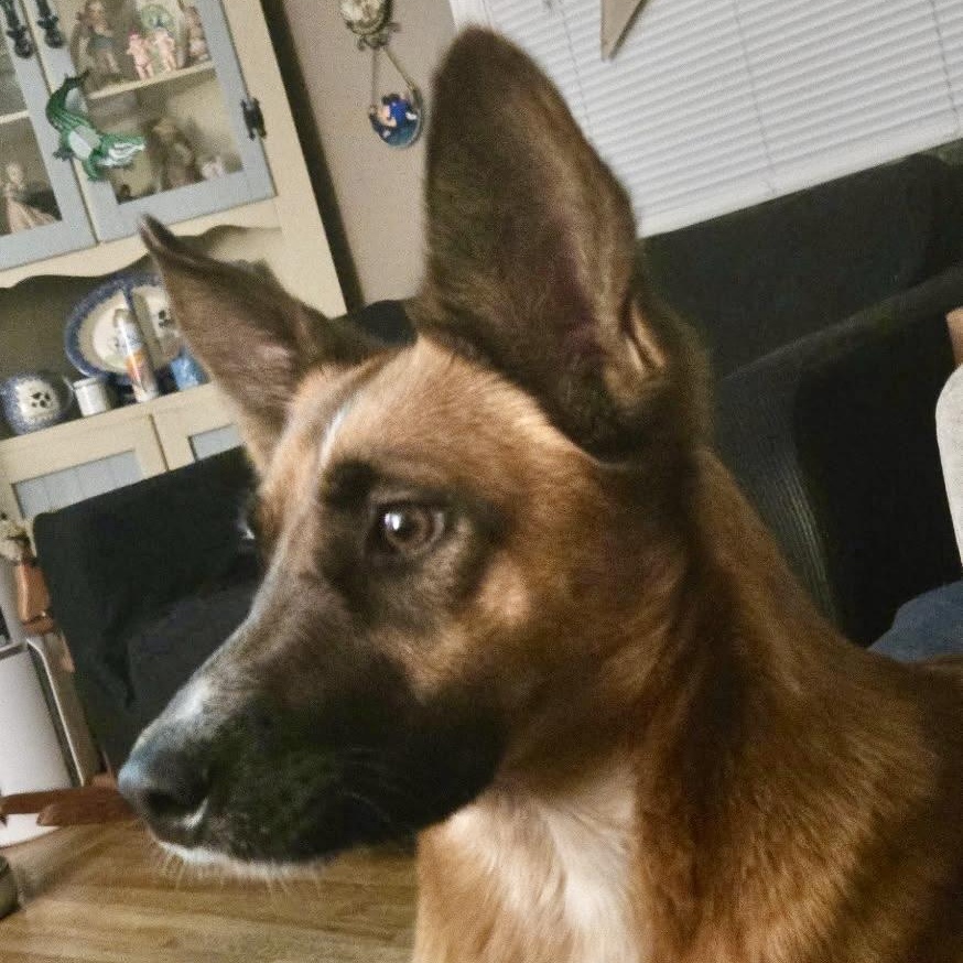 MISS KITTY - Local, a Adoptable mixed breed in Warwick, RI image 3/6