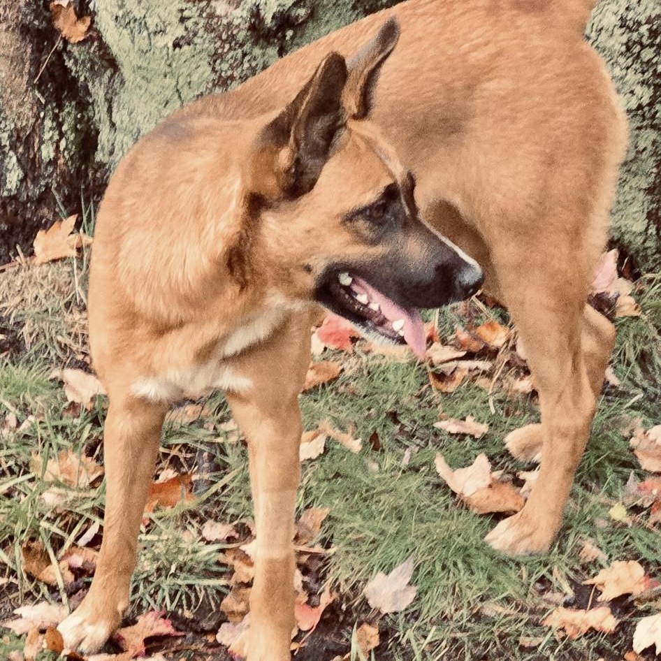 MISS KITTY - Local, a Adoptable mixed breed in Warwick, RI image 4/6