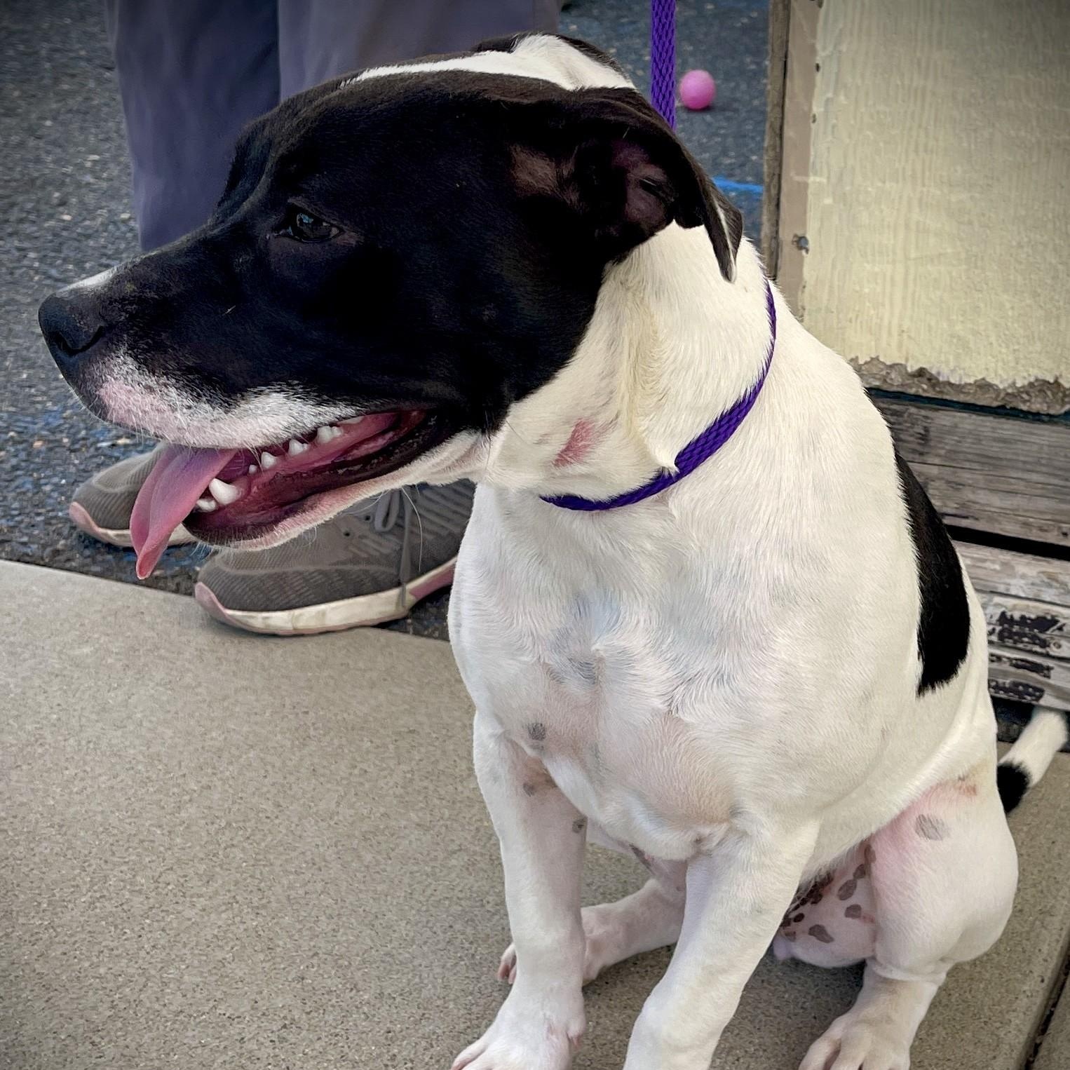 Danni, an adopted mixed breed in San Andreas, CA image 2/4