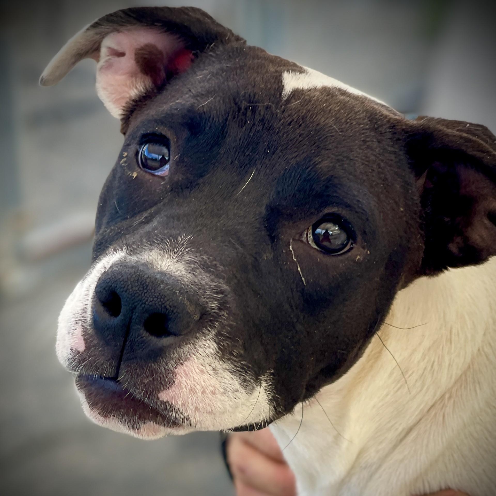Danni, an adopted mixed breed in San Andreas, CA image 1/4