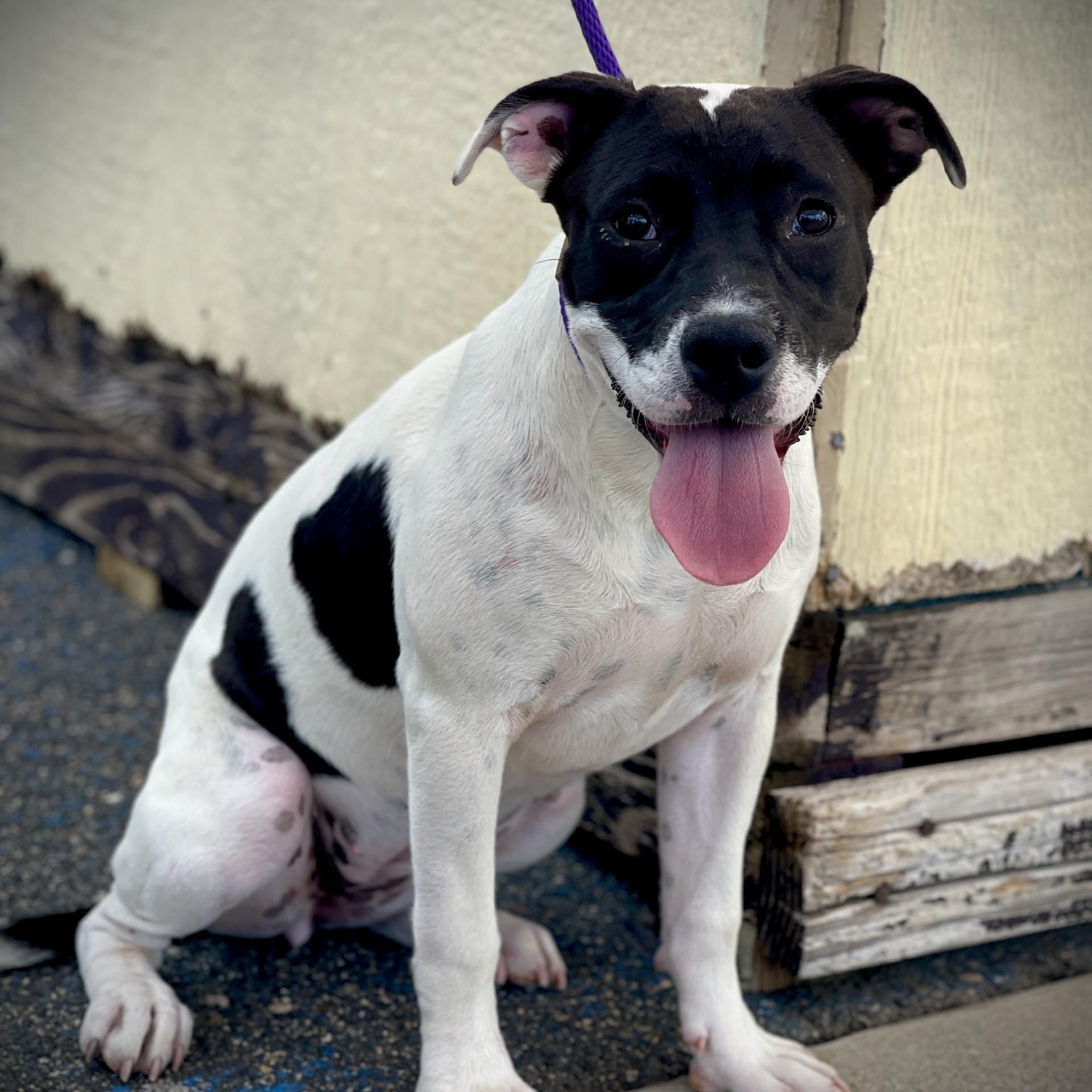 Danni, an adopted mixed breed in San Andreas, CA image 4/4