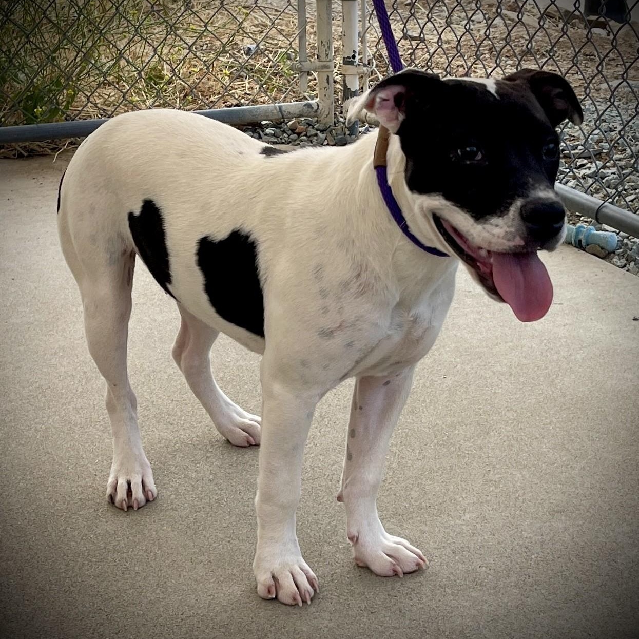 Danni, an adopted mixed breed in San Andreas, CA image 3/4